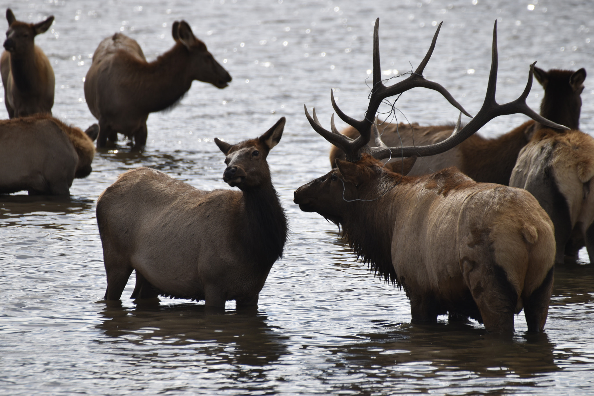 Nikon D5500 + Sigma 50-500mm F4.5-6.3 DG OS HSM sample photo. Spurned elk bull rocky mountain nat'l park photography