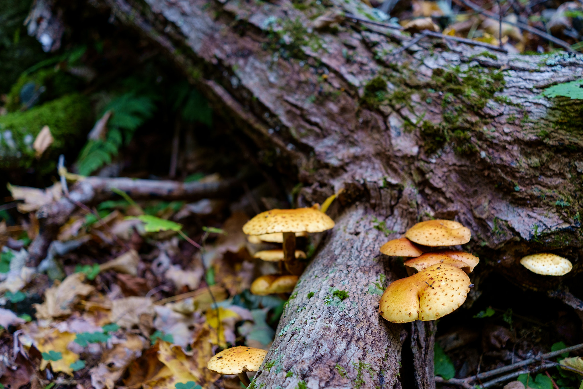 Fujifilm X-Pro1 + Fujifilm XF 27mm F2.8 sample photo. Beautiful mushrooms photography