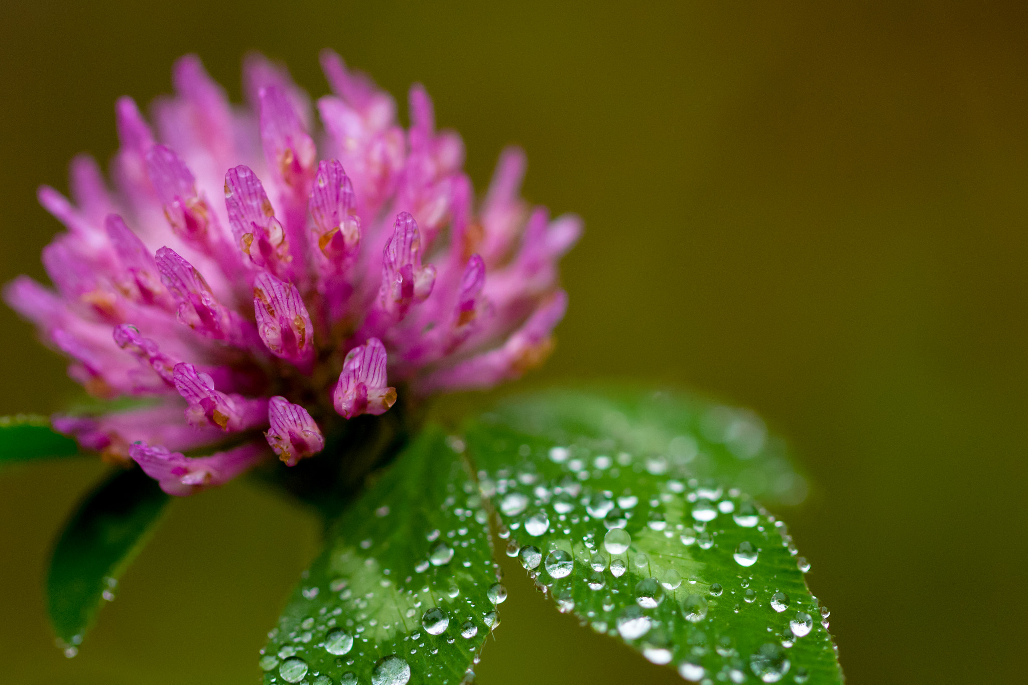 Canon EF 100mm F2.8L Macro IS USM sample photo. Flower_in_autumn photography
