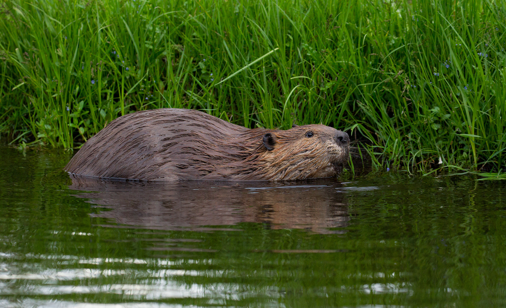 Canon EOS-1D Mark IV sample photo. Beaver photography