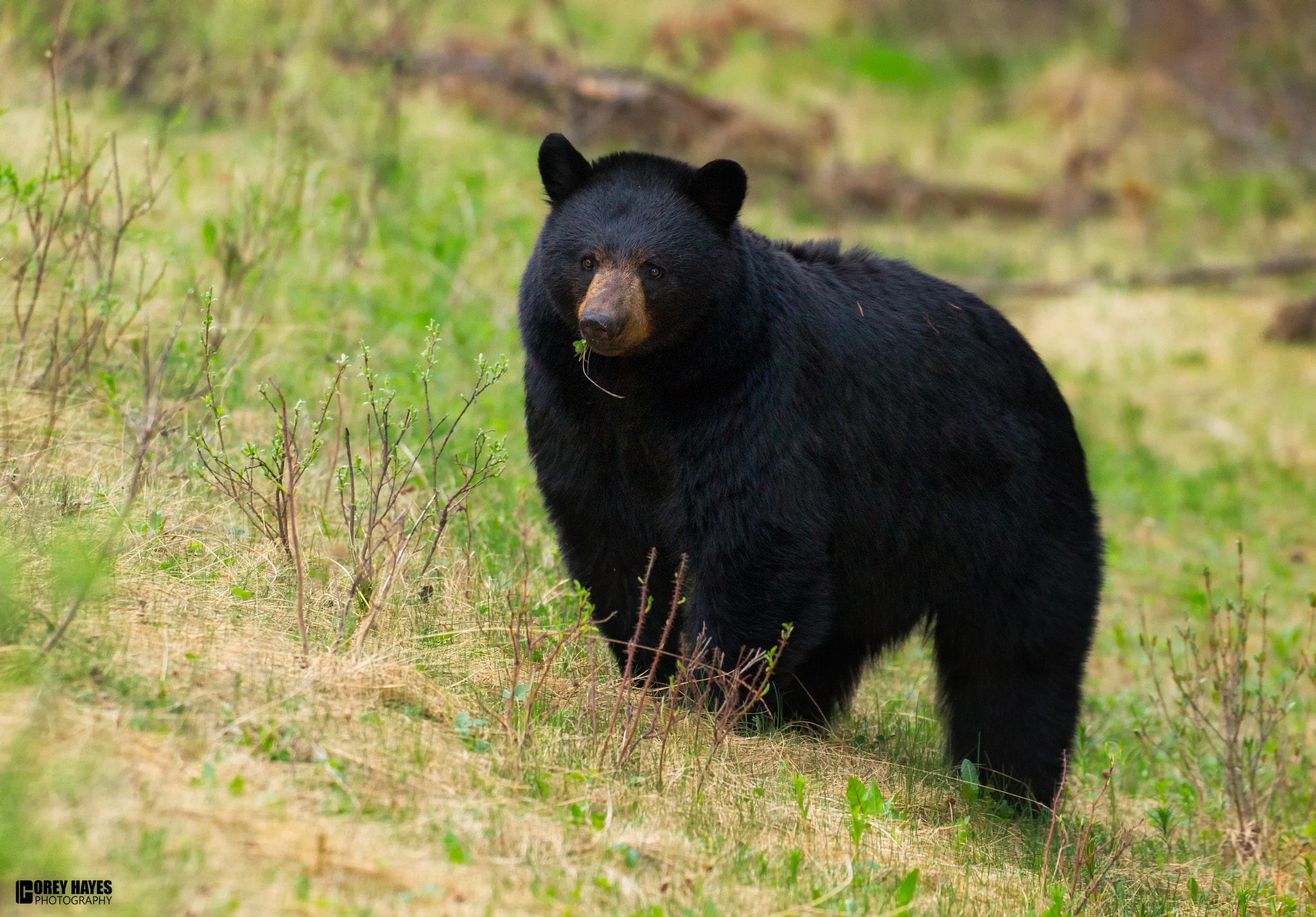Canon EOS-1D Mark IV sample photo. Blackbear photography