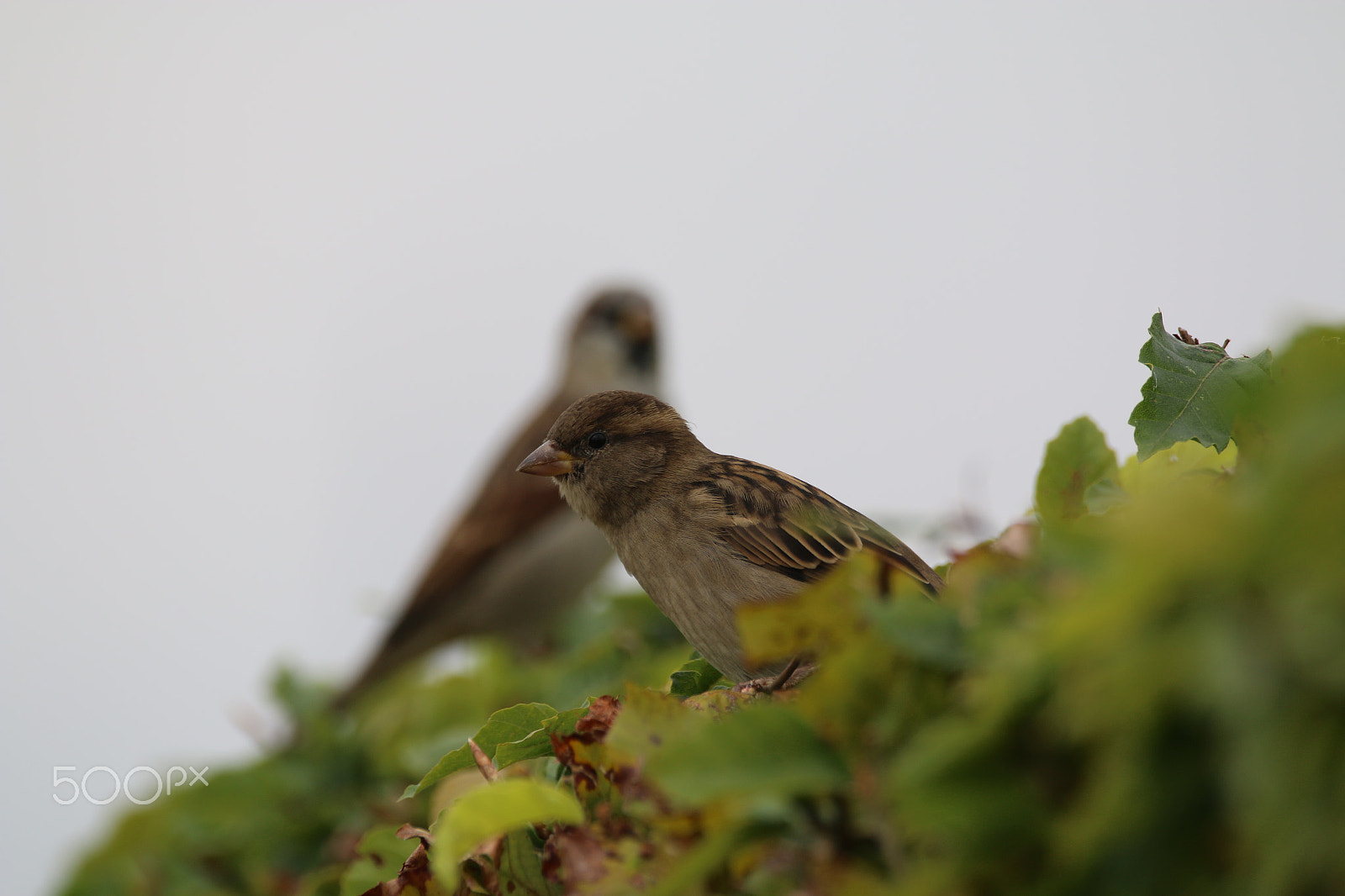 Sigma 150-600mm F5-6.3 DG OS HSM | C sample photo. Hegde shot photography