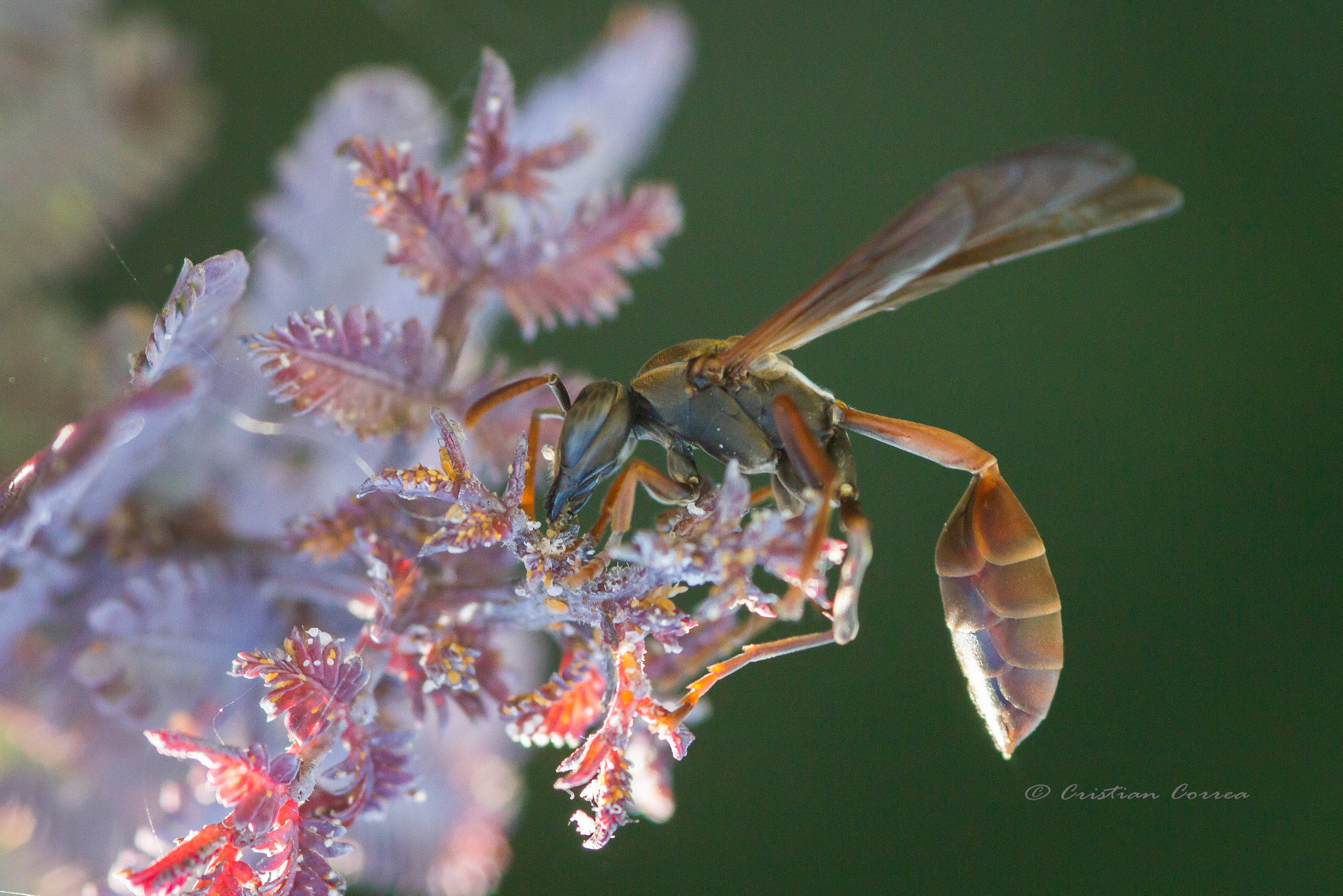 Canon EOS 7D + Sigma 105mm F2.8 EX DG Macro sample photo