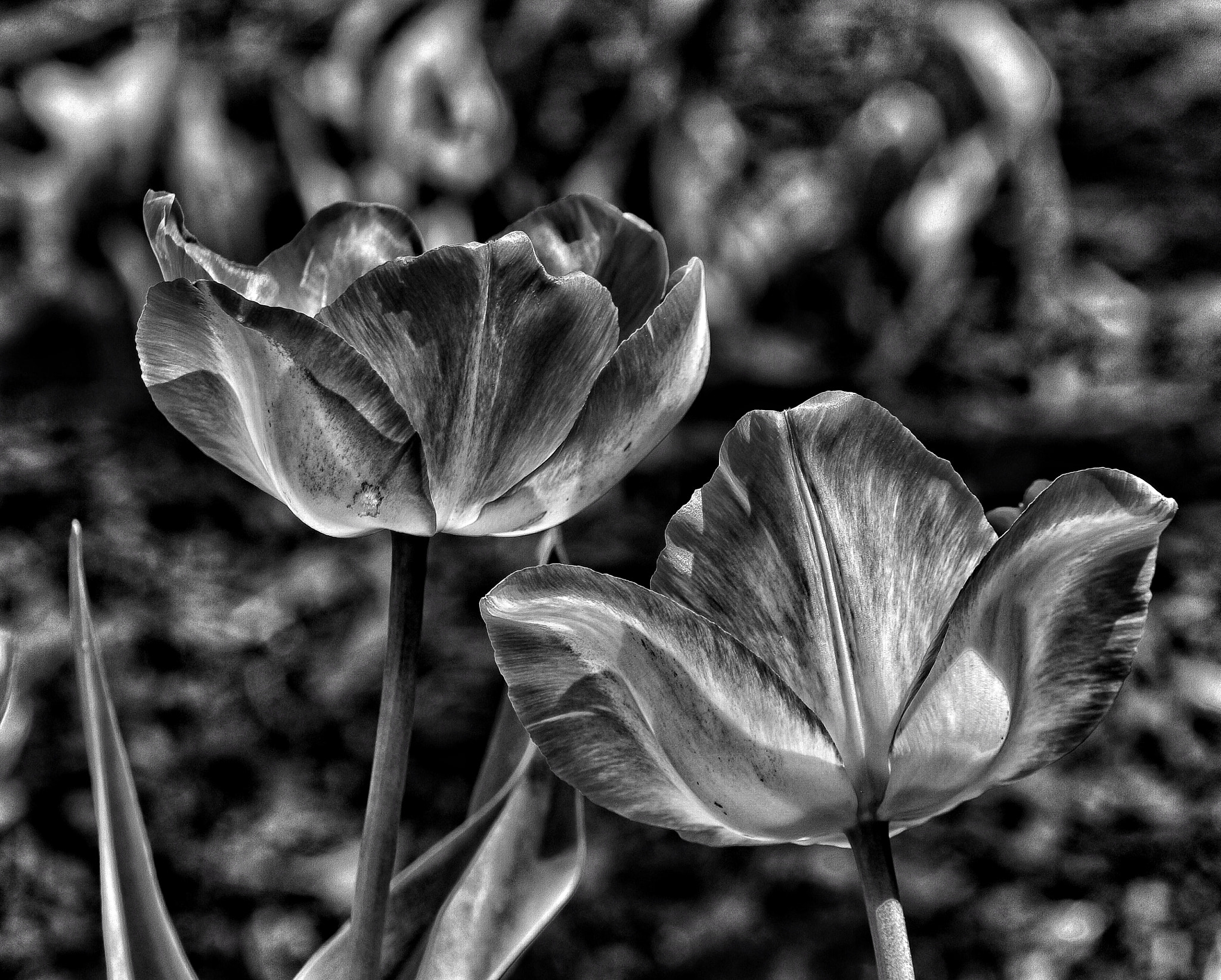 Canon EF 70-300mm F4-5.6L IS USM sample photo. Flower series photography