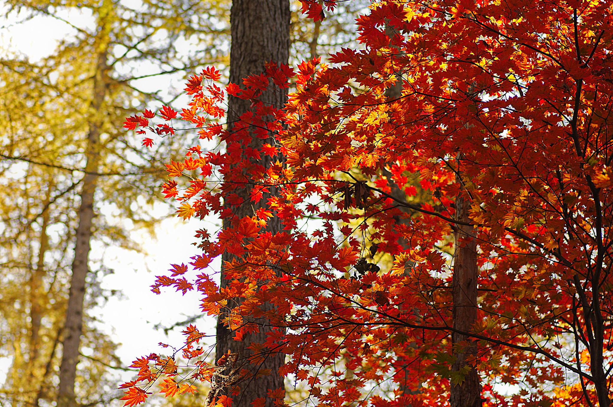 Pentax smc D-FA 100mm F2.8 Macro WR sample photo. Maple photography