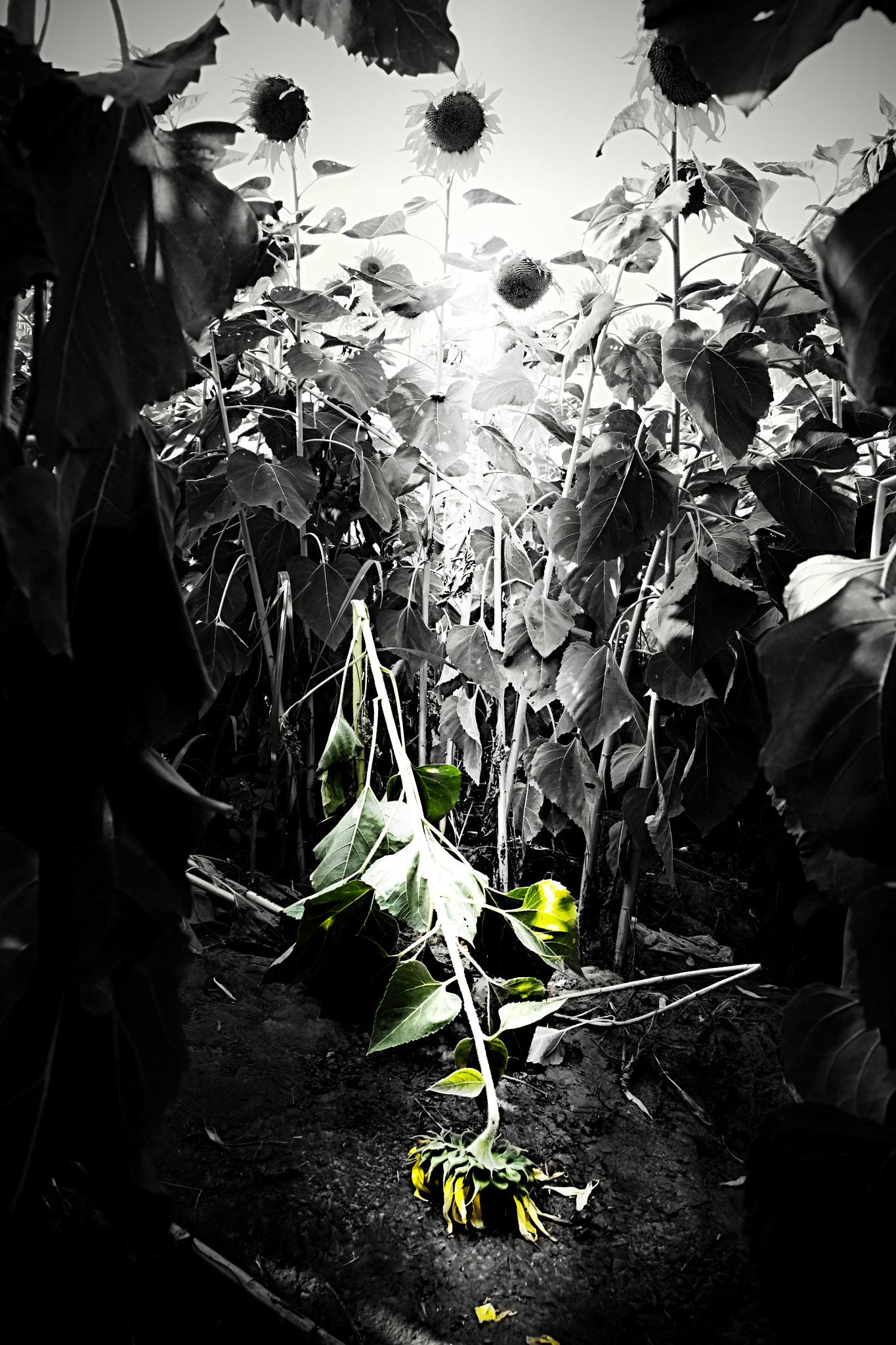 Nikon D3100 + 18.00 - 55.00 mm f/3.5 - 5.6 sample photo. Sunflower destroyed by felling photography