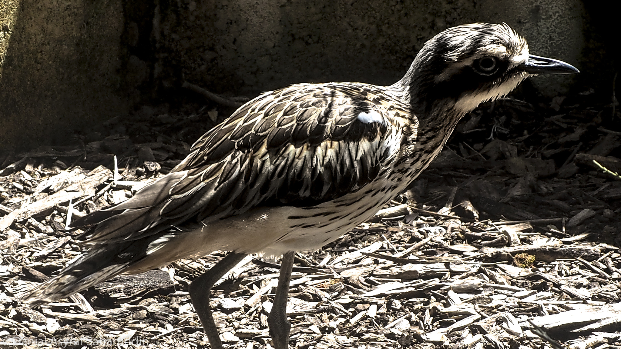 Olympus PEN E-PL7 sample photo. Birdie photography