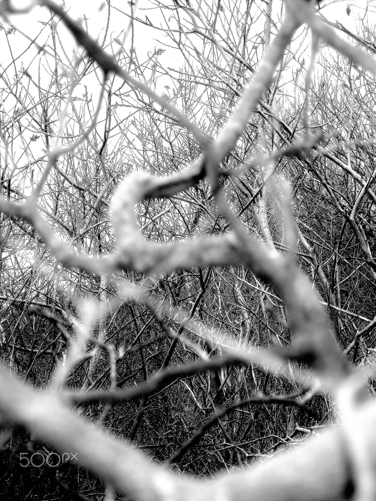 Canon PowerShot ELPH 300 HS (IXUS 220 HS / IXY 410F) sample photo. Thicket photography