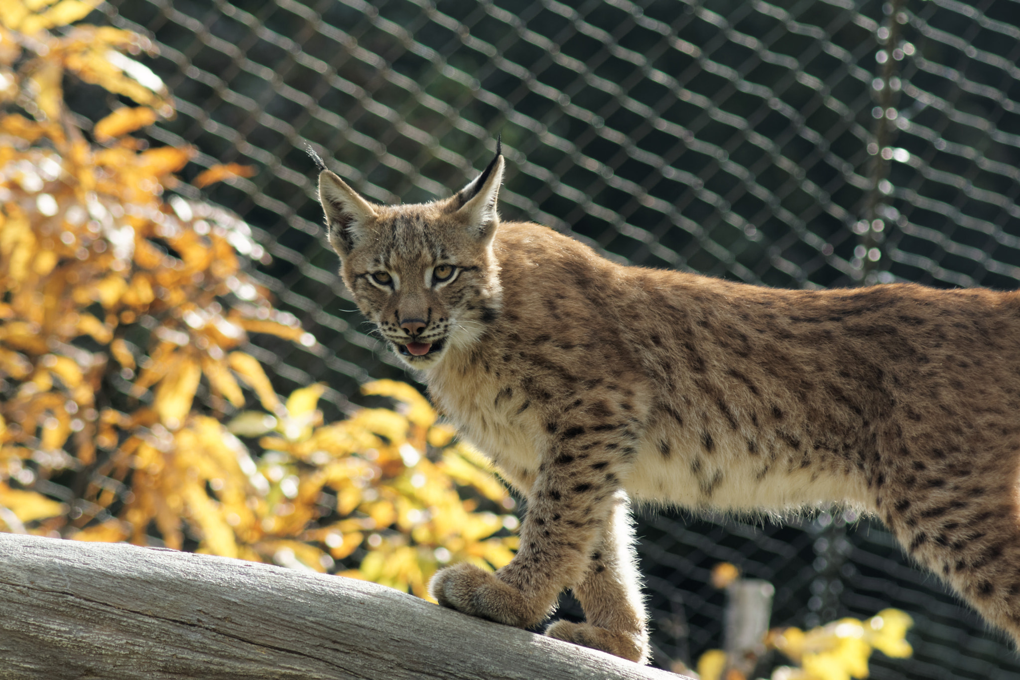Sony 75-300mm F4.5-5.6 sample photo. Lynx photography