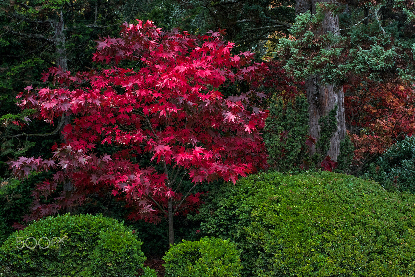 Nikon D5500 + Sigma 28-105mm F2.8-4 Aspherical sample photo. Red tree photography