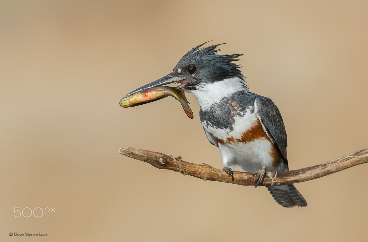 Nikon D3S + Nikon AF-S Nikkor 600mm F4G ED VR sample photo. Belted kingfisher with bowfin photography