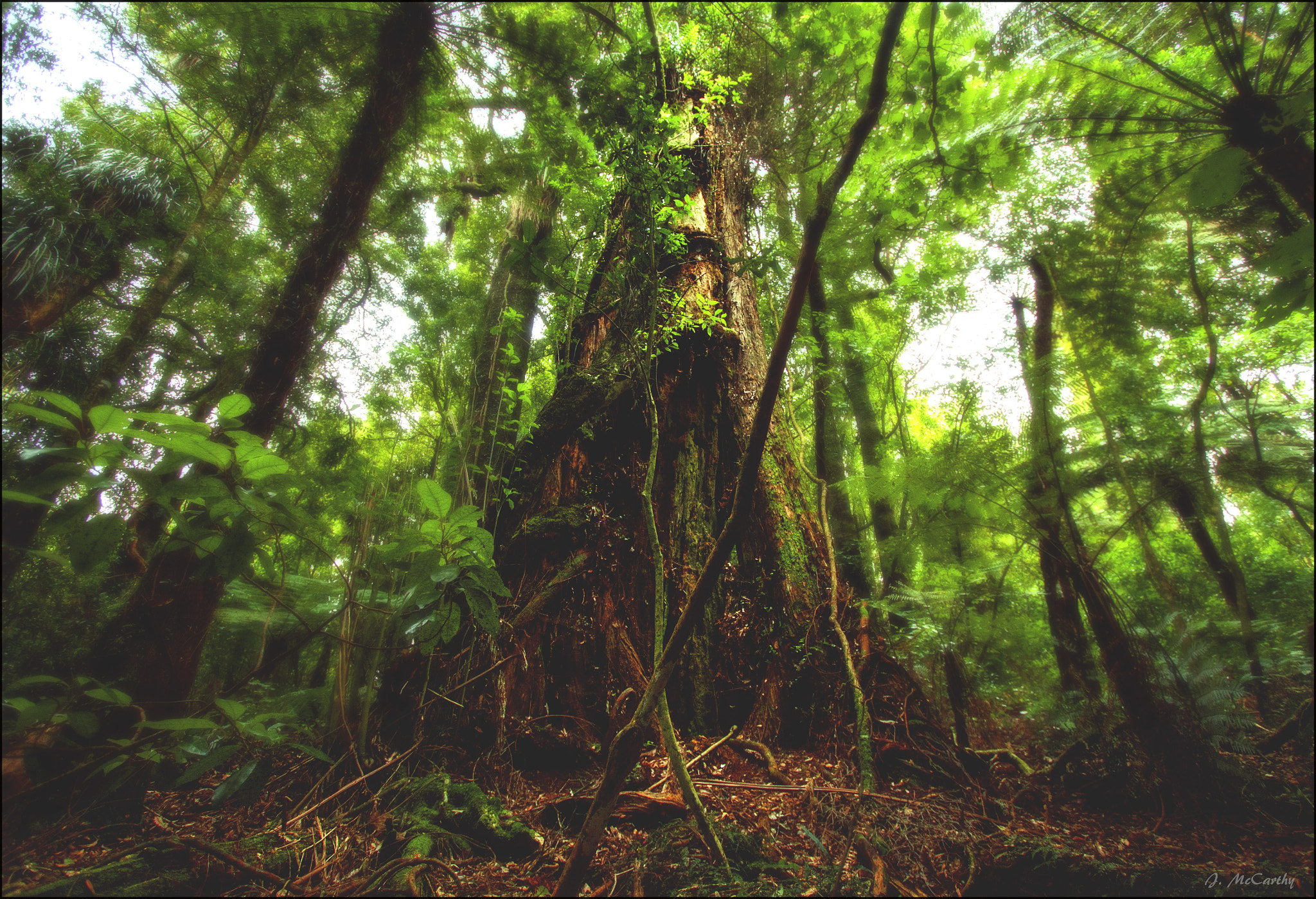 Canon EF-S 10-22mm F3.5-4.5 USM sample photo. Ancient rata & rimu trees photography