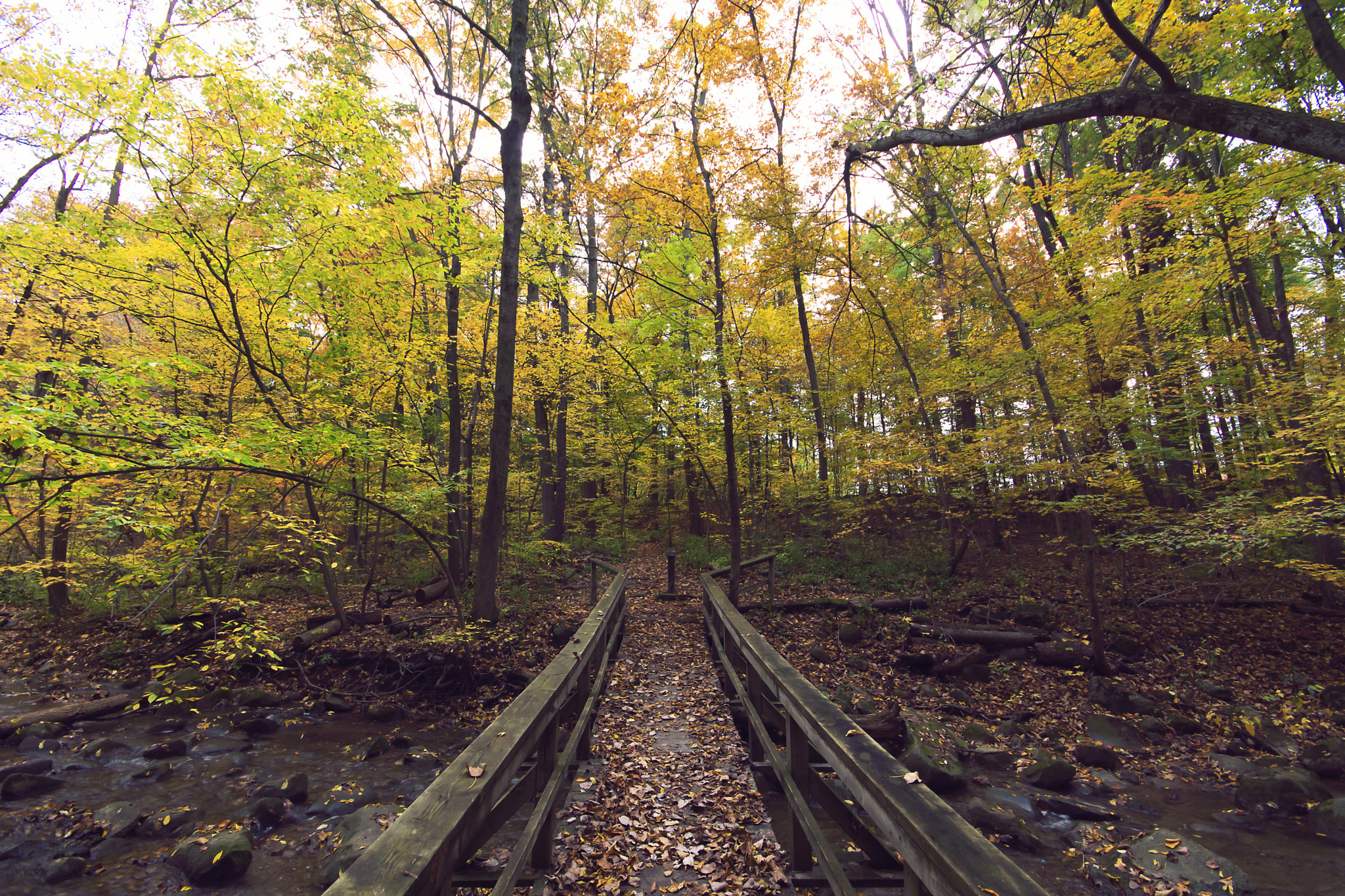 Sony SLT-A65 (SLT-A65V) sample photo. Wood bridge 2 photography