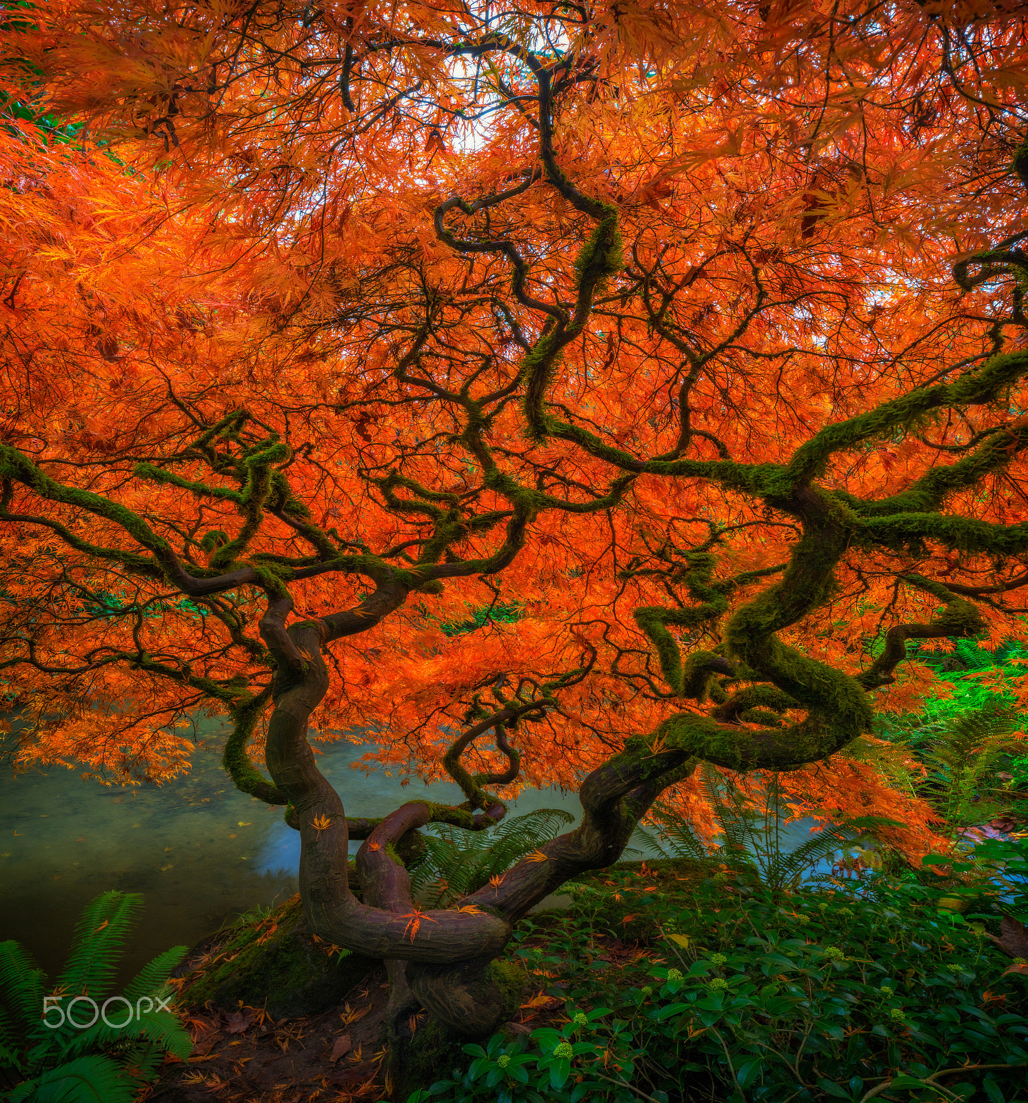 Canon TS-E 24.0mm f/3.5 L II sample photo. Kubota autumn flame photography