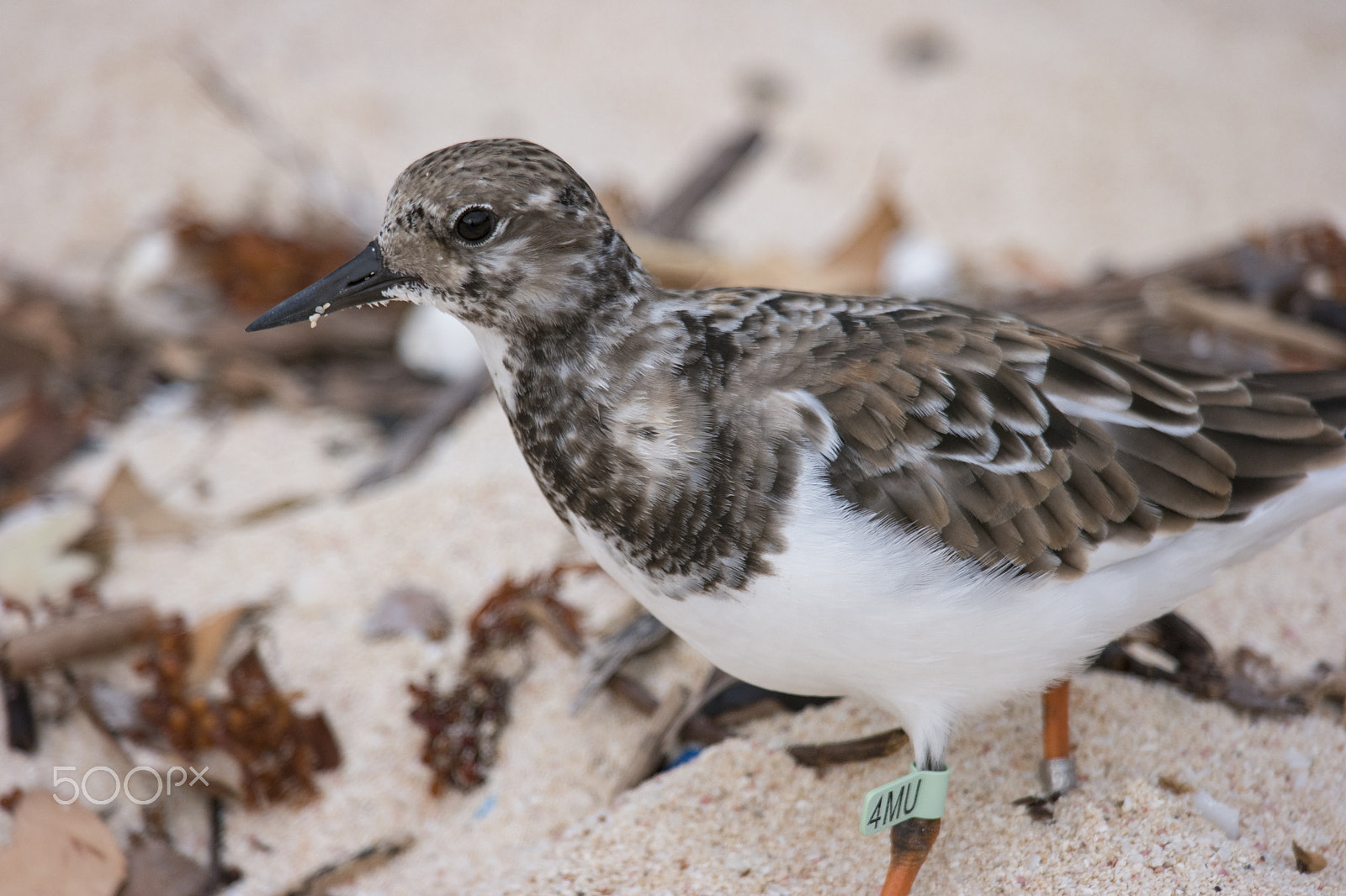 Samsung NX1 + Samsung NX 50-200mm F4-5.6 ED OIS sample photo. Plover profile photography