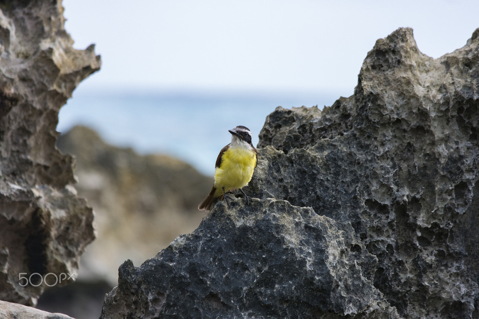 Samsung NX1 + Samsung NX 50-200mm F4-5.6 ED OIS sample photo. Great kiskadee 2 photography