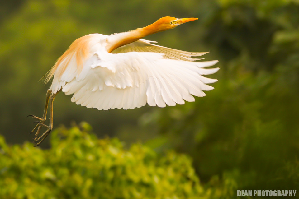Tamron SP 150-600mm F5-6.3 Di VC USD sample photo. Flying photography
