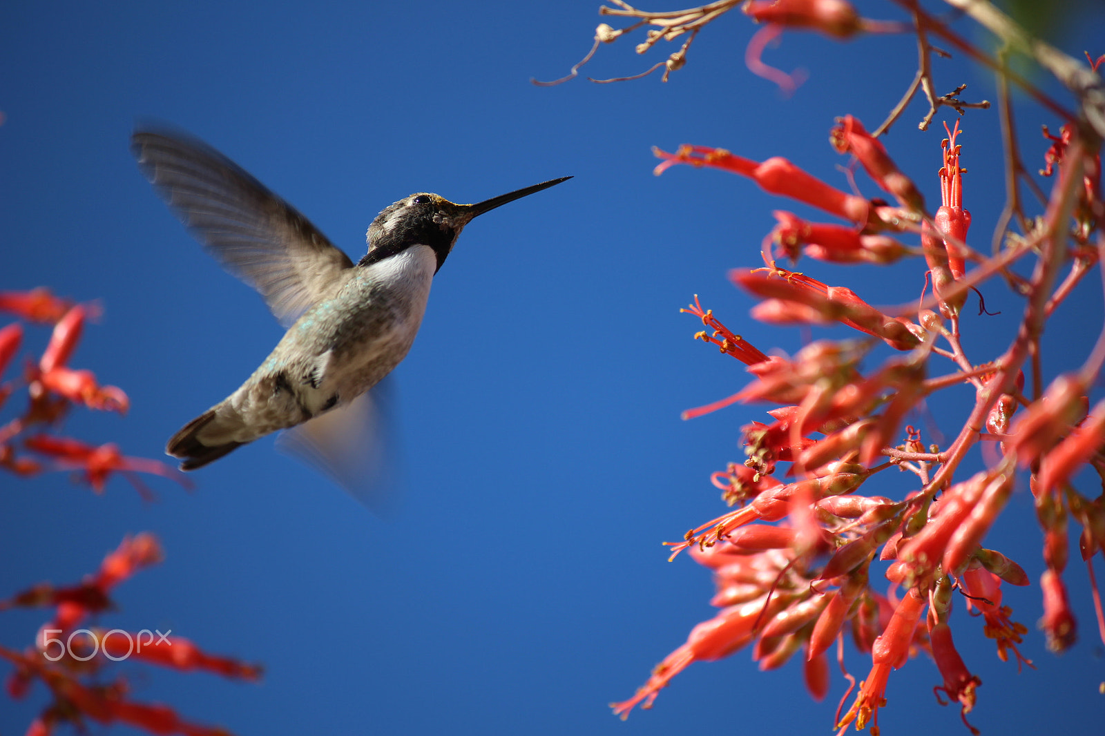 Canon EF-S 55-250mm F4-5.6 IS sample photo. Hummingbird photography