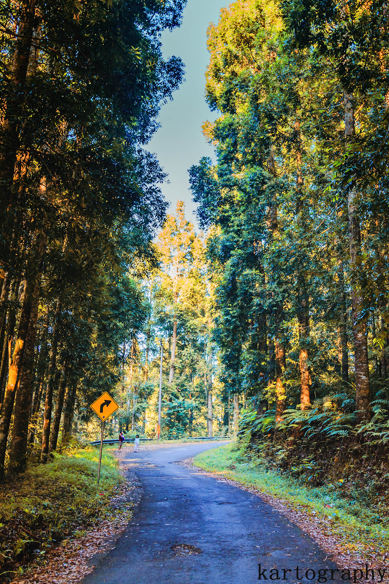 Canon EOS 650D (EOS Rebel T4i / EOS Kiss X6i) sample photo. Through the forest photography