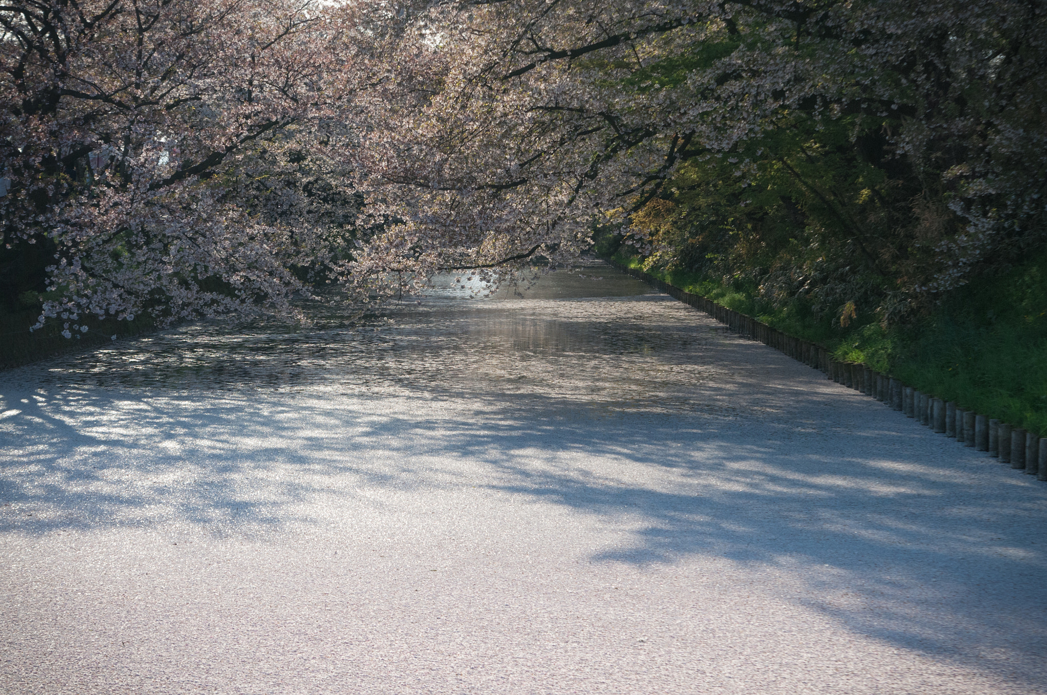 Nikon D300S sample photo. Sakura photography