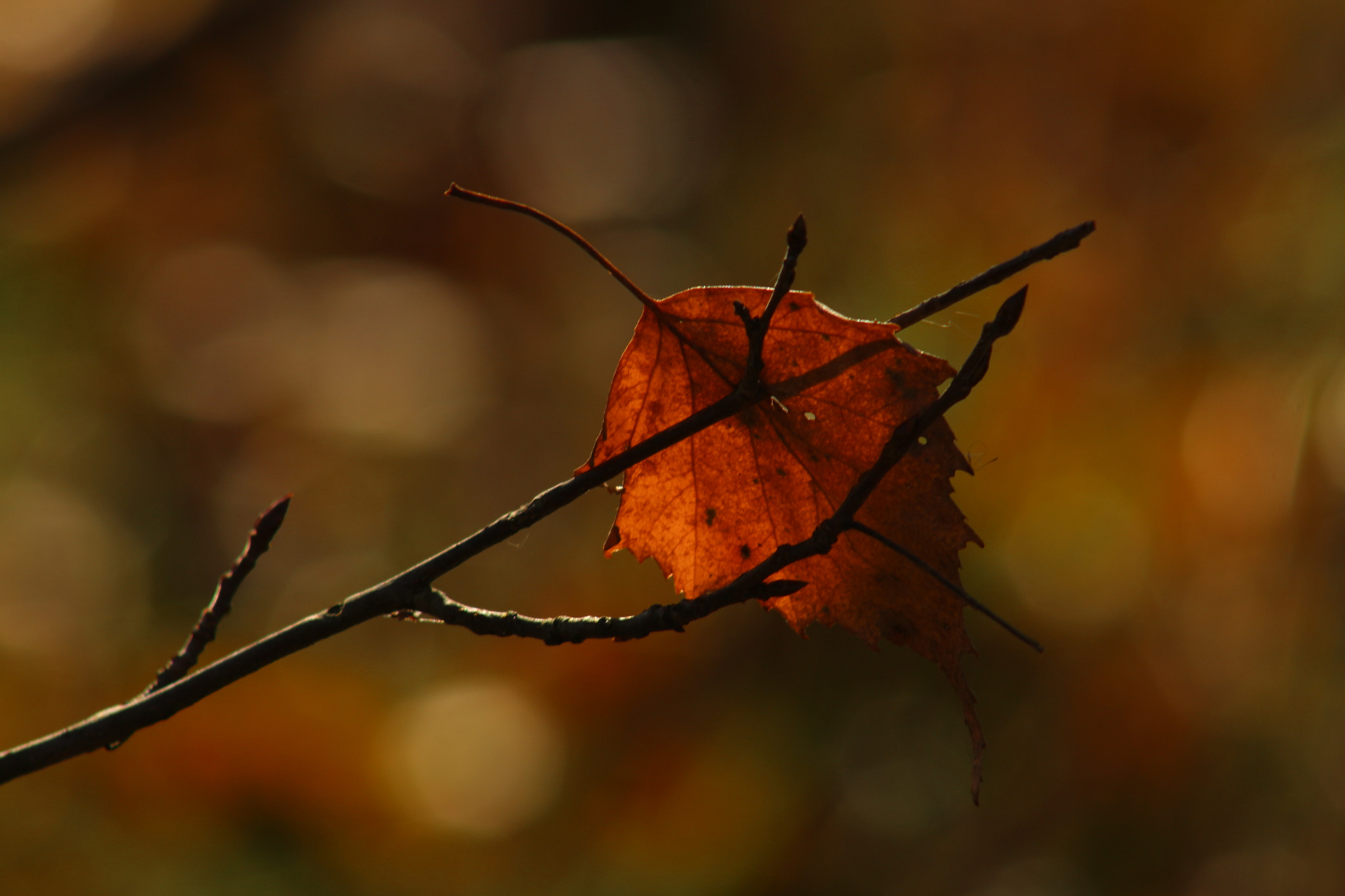 Canon EF 75-300mm f/4-5.6 USM sample photo. Magic wind photography