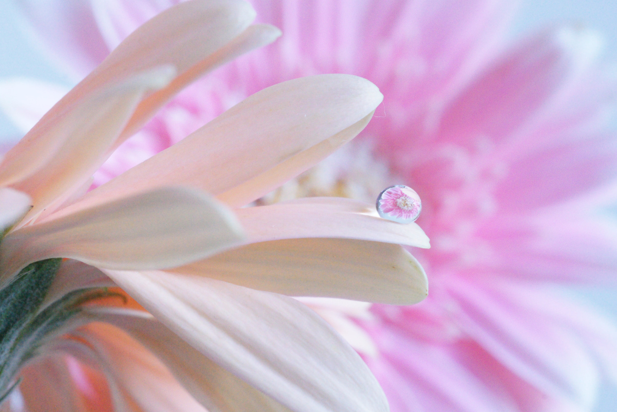 Sony Alpha DSLR-A900 sample photo. Pink dream in waterdrop photography