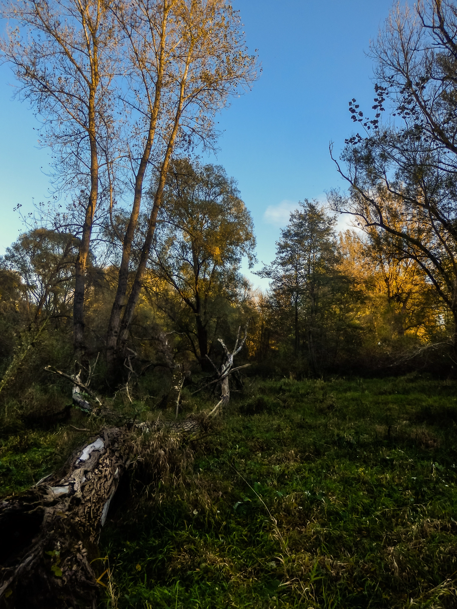 Olympus SZ-31MR sample photo. Fallen tree. photography