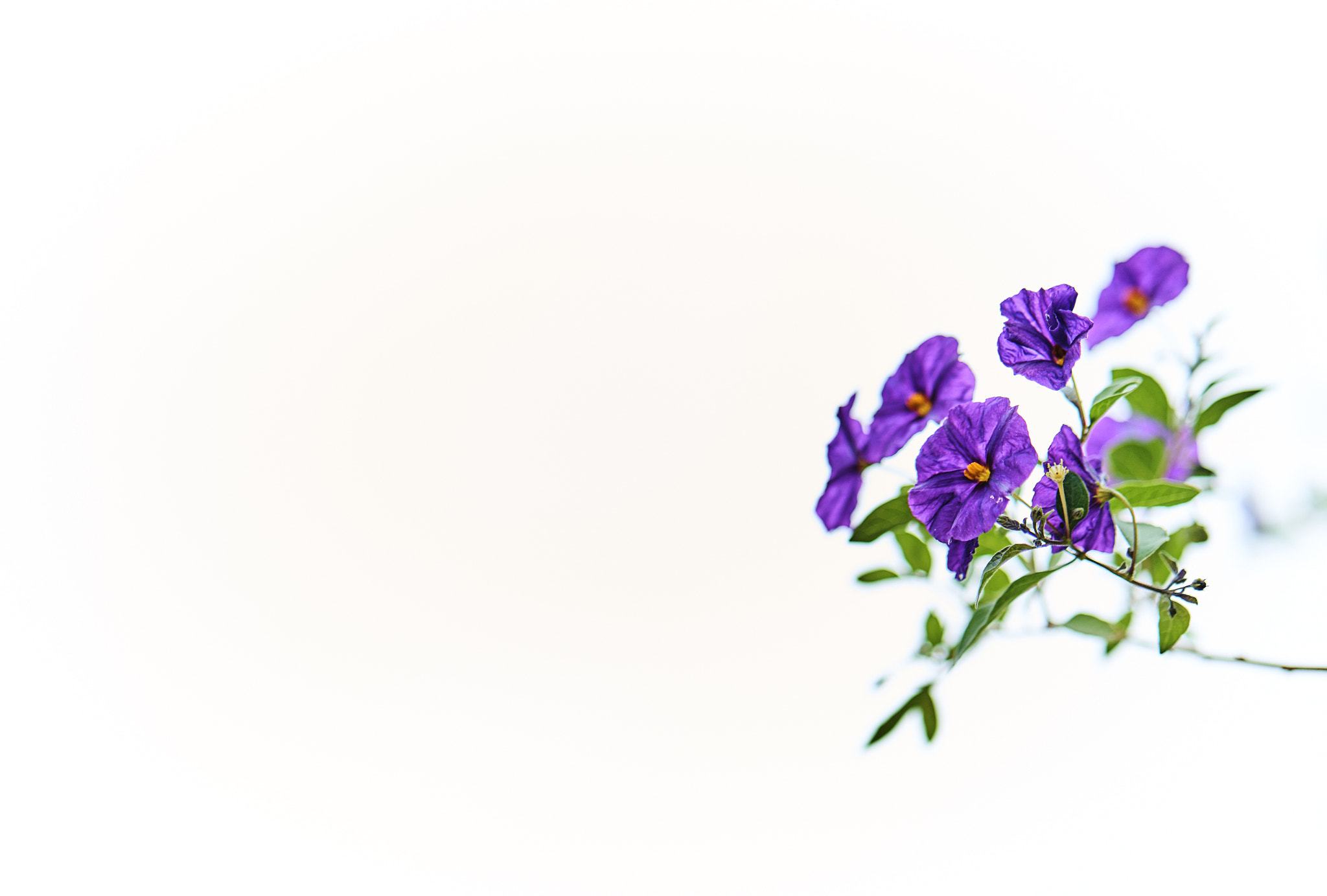 ZEISS Batis 85mm F1.8 sample photo. Delicate fall flowers photography