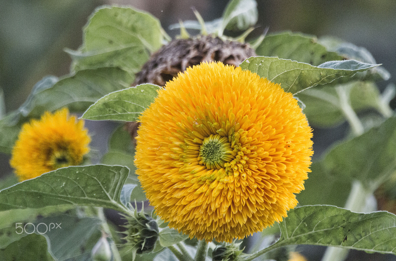 Canon EF 70-200mm F2.8L IS II USM sample photo. Sonnenblume photography
