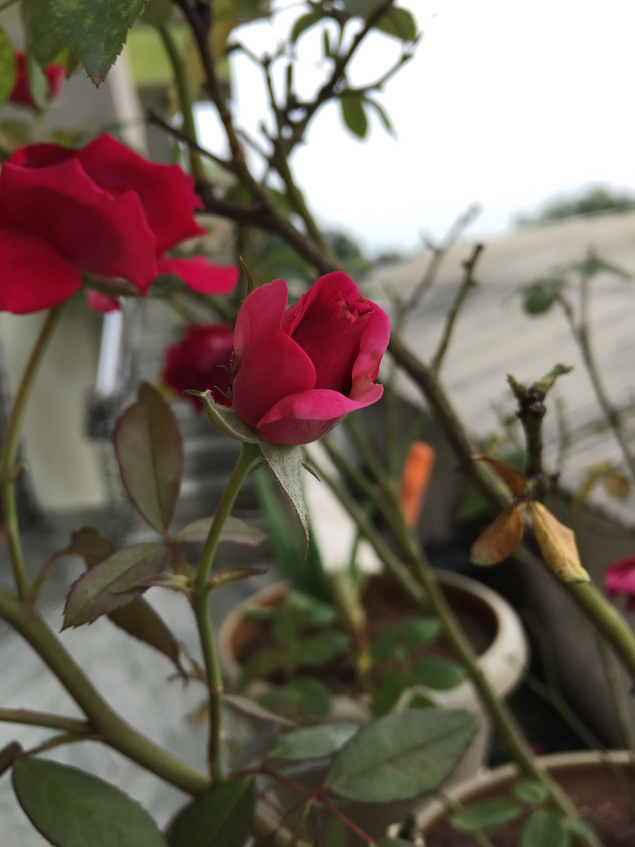 Apple iPhone8,1 sample photo