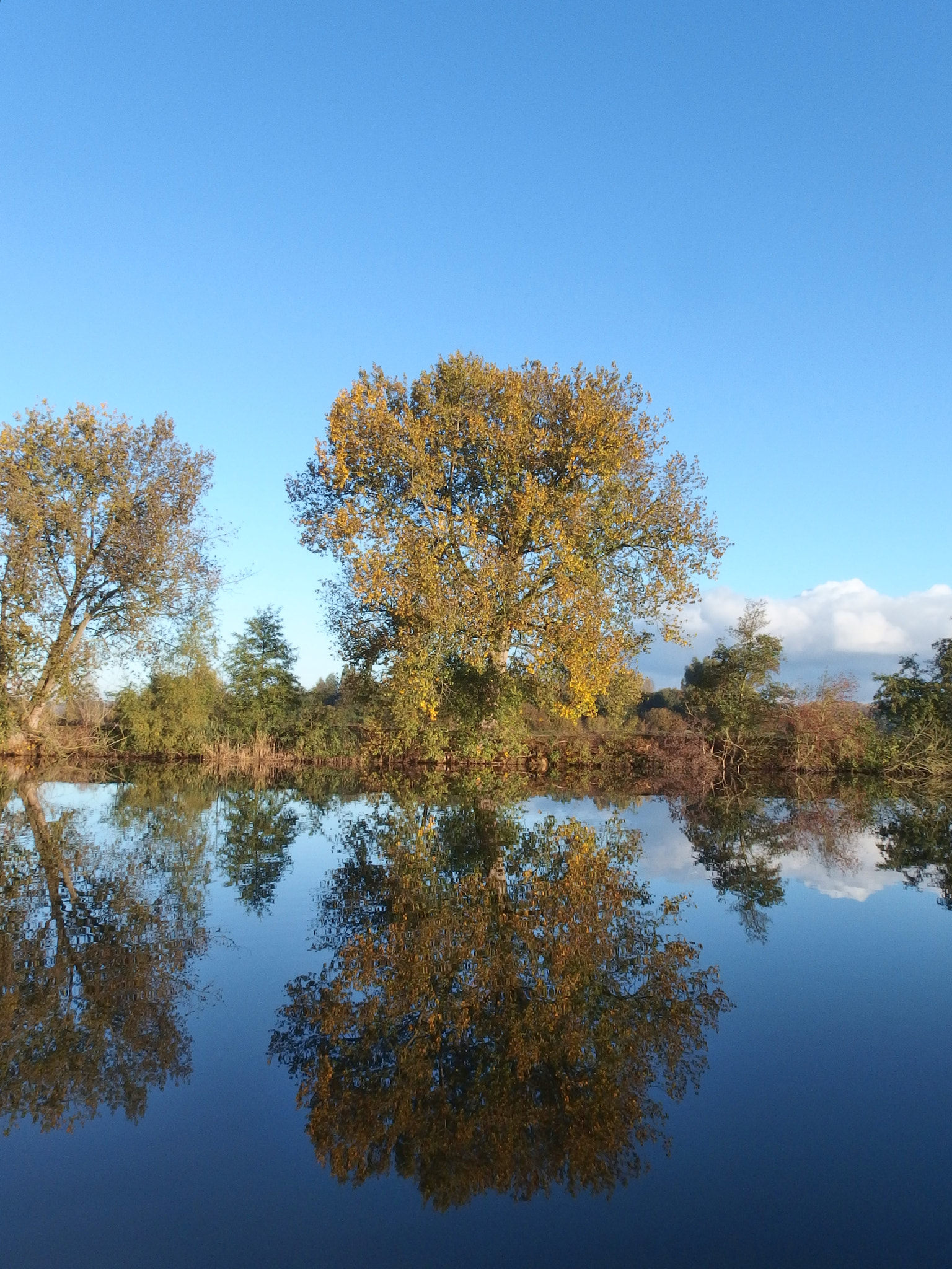 Olympus Stylus XZ-10 sample photo. Reflection of a tree in autumn mood photography