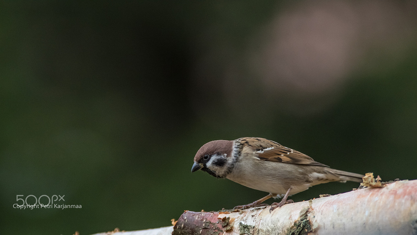 Canon EF 300mm f/2.8L + 1.4x sample photo. Curious photography