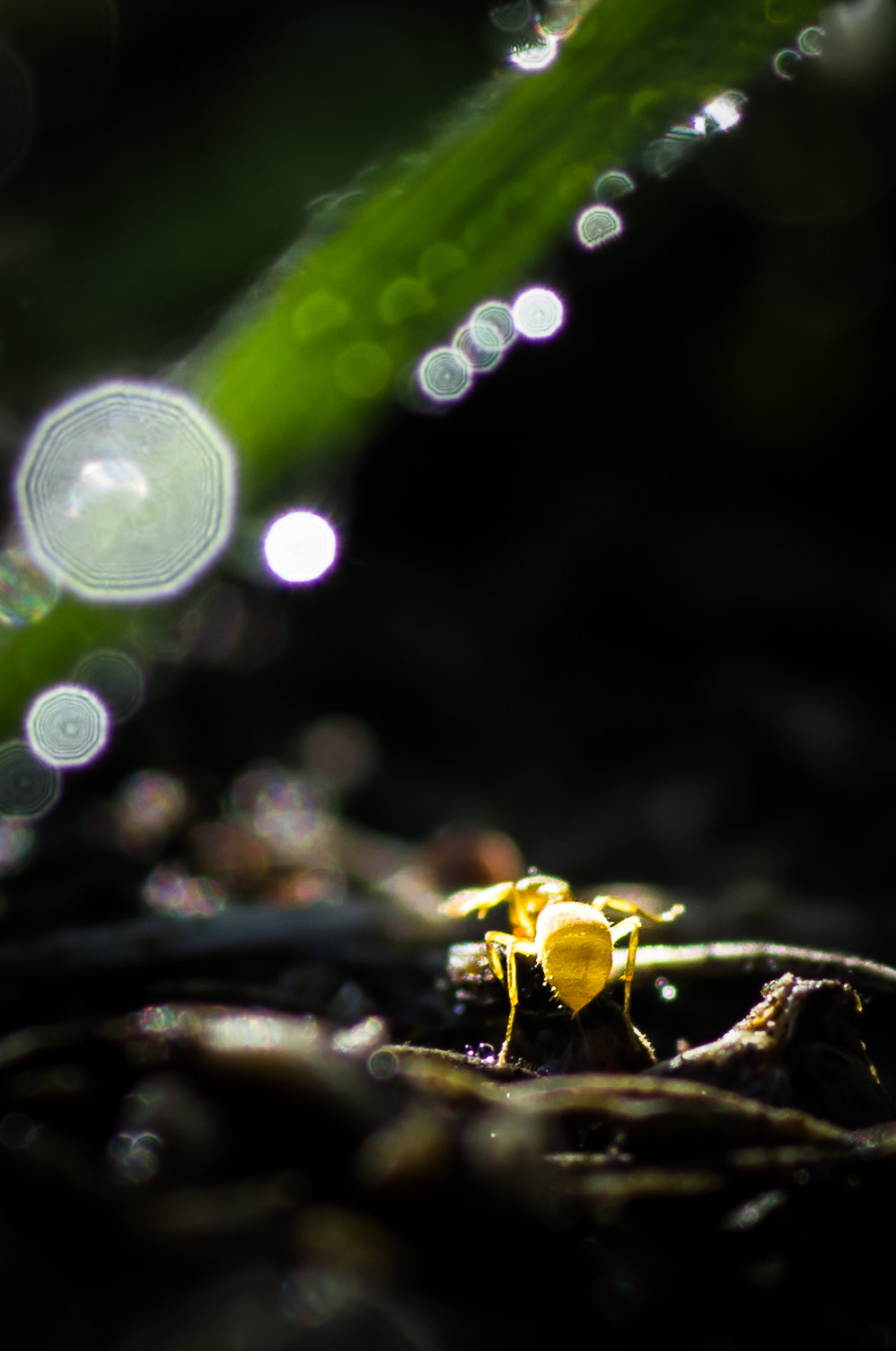 Pentax K-5 + Tamron SP AF 90mm F2.8 Di Macro sample photo. Crossing the world photography