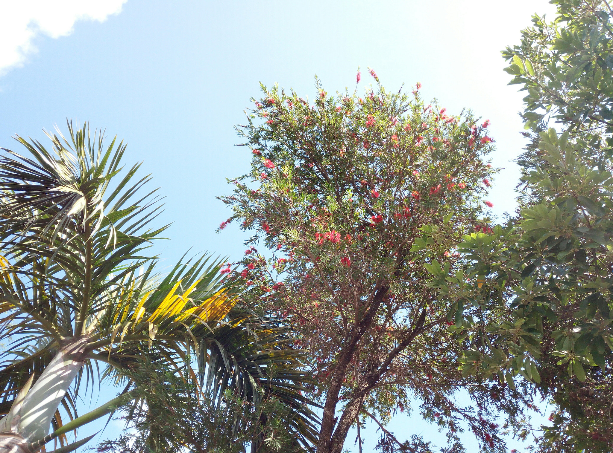 HUAWEI GR3 sample photo