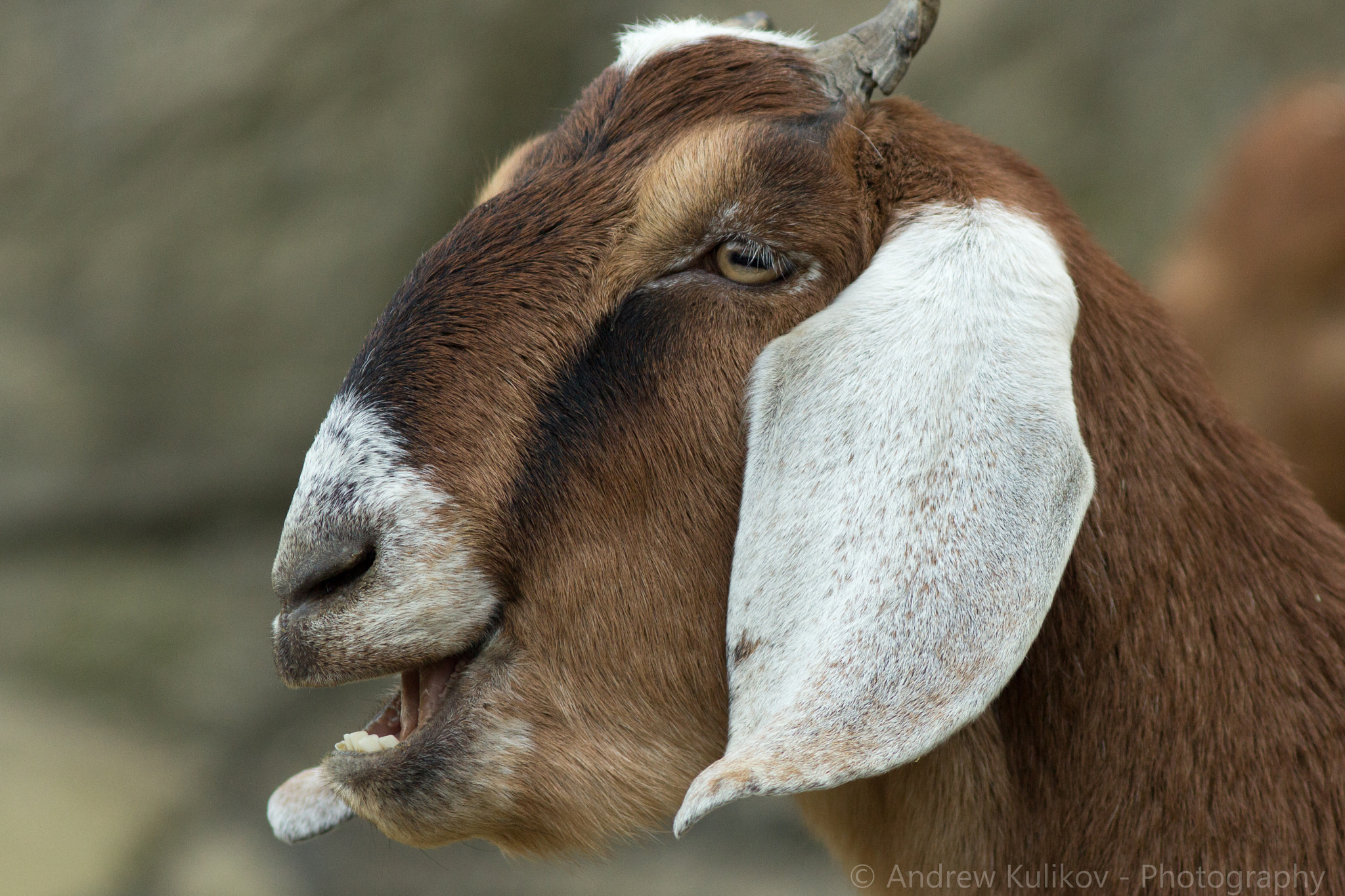 Canon EF 200mm F2.8L II USM sample photo. Portrait of goat - 2 photography