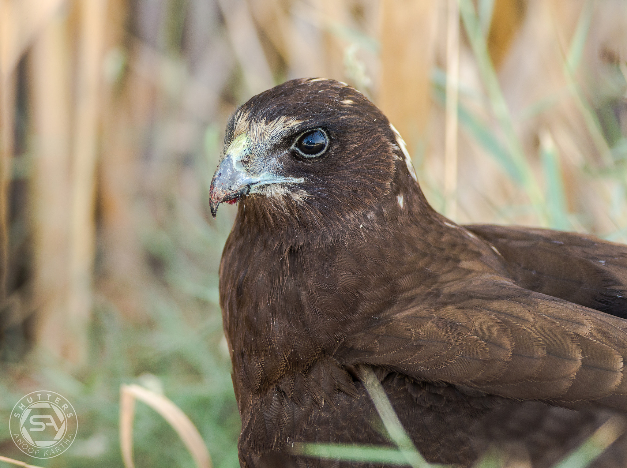 Canon EF 400mm F5.6L USM sample photo. Western marsh harrier photography