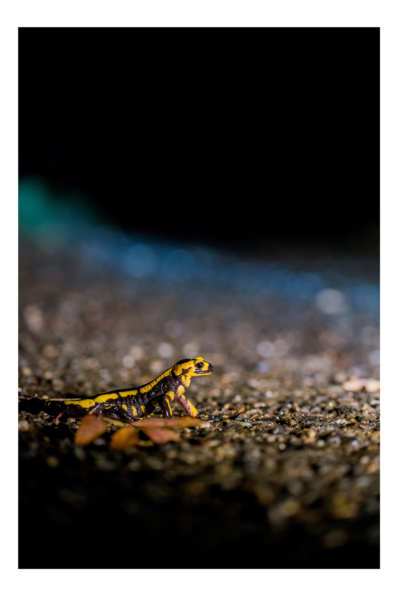 Nikon D600 sample photo. Salamandre tachetée photography