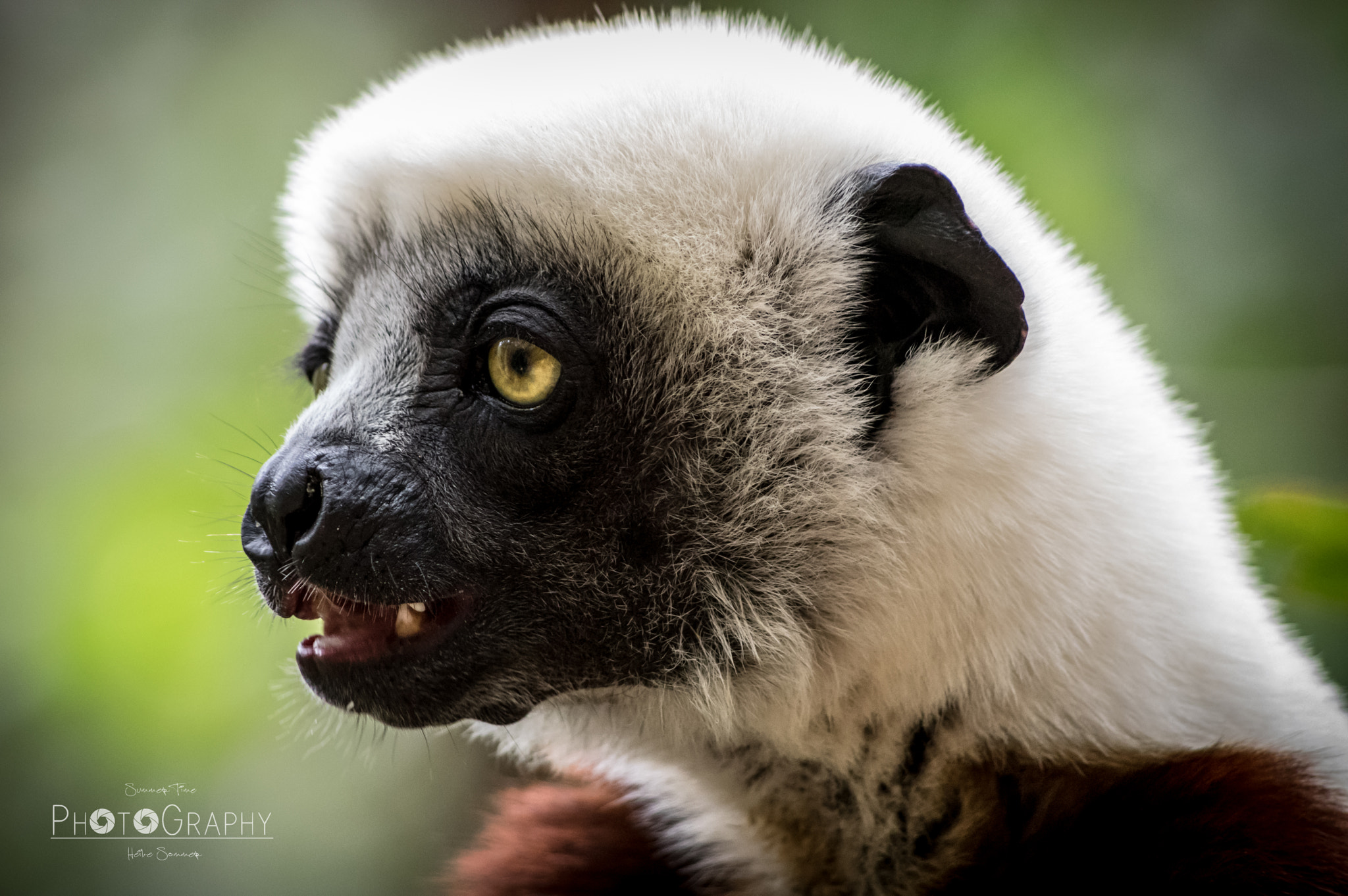 Pentax smc DA 55-300mm F4.0-5.8 ED sample photo. Coquerel's sifaka photography
