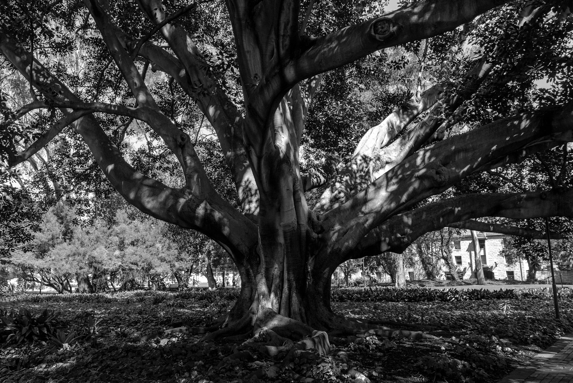 Nikon D60 sample photo. Uwa campus tree bw photography