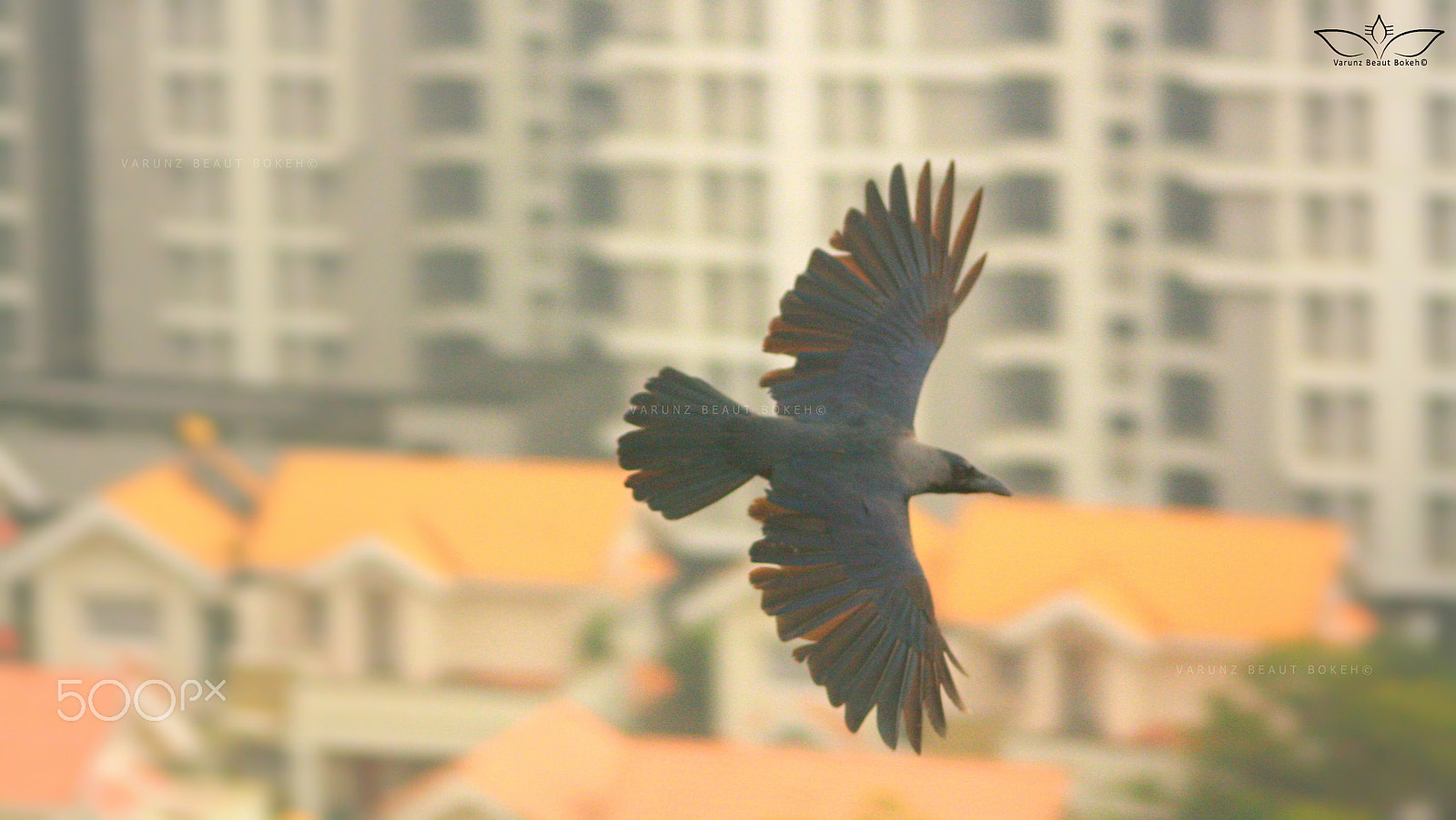 Canon EOS 1000D (EOS Digital Rebel XS / EOS Kiss F) sample photo. Crow art! photography