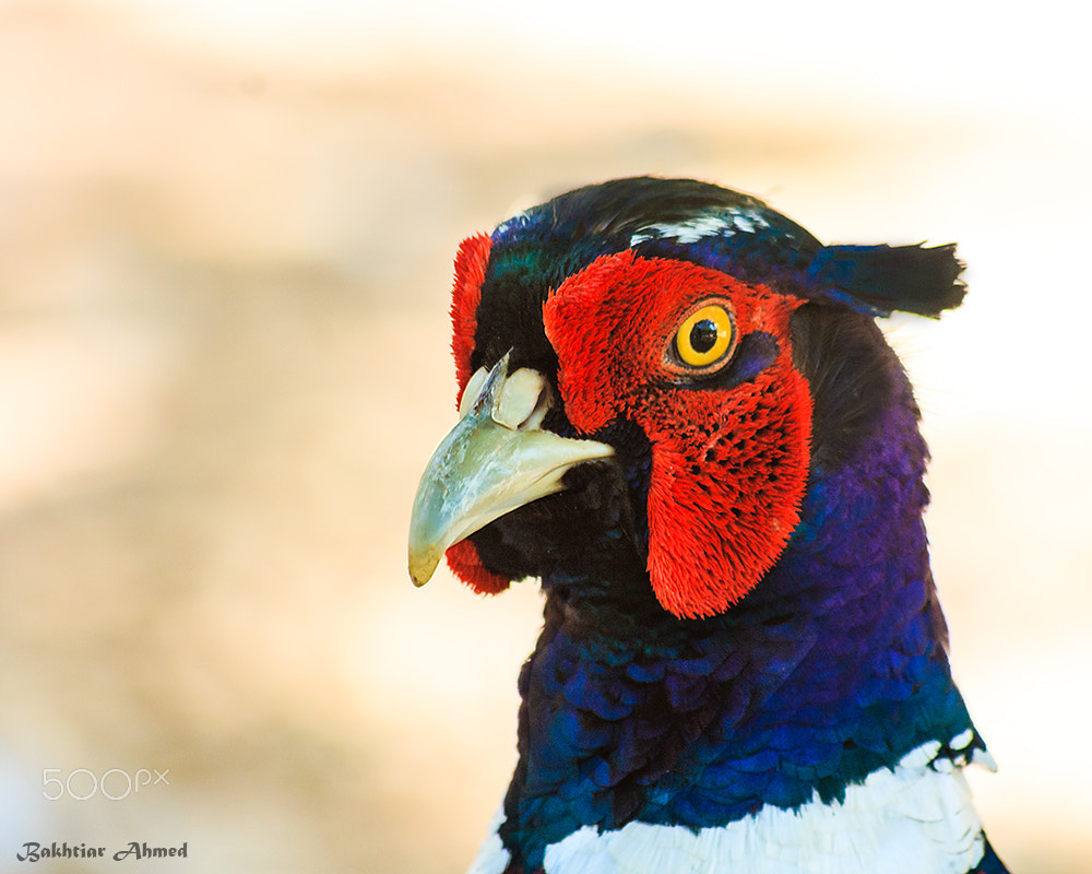 Canon EF 70-300mm F4-5.6 IS USM sample photo. Portrait of a bird photography