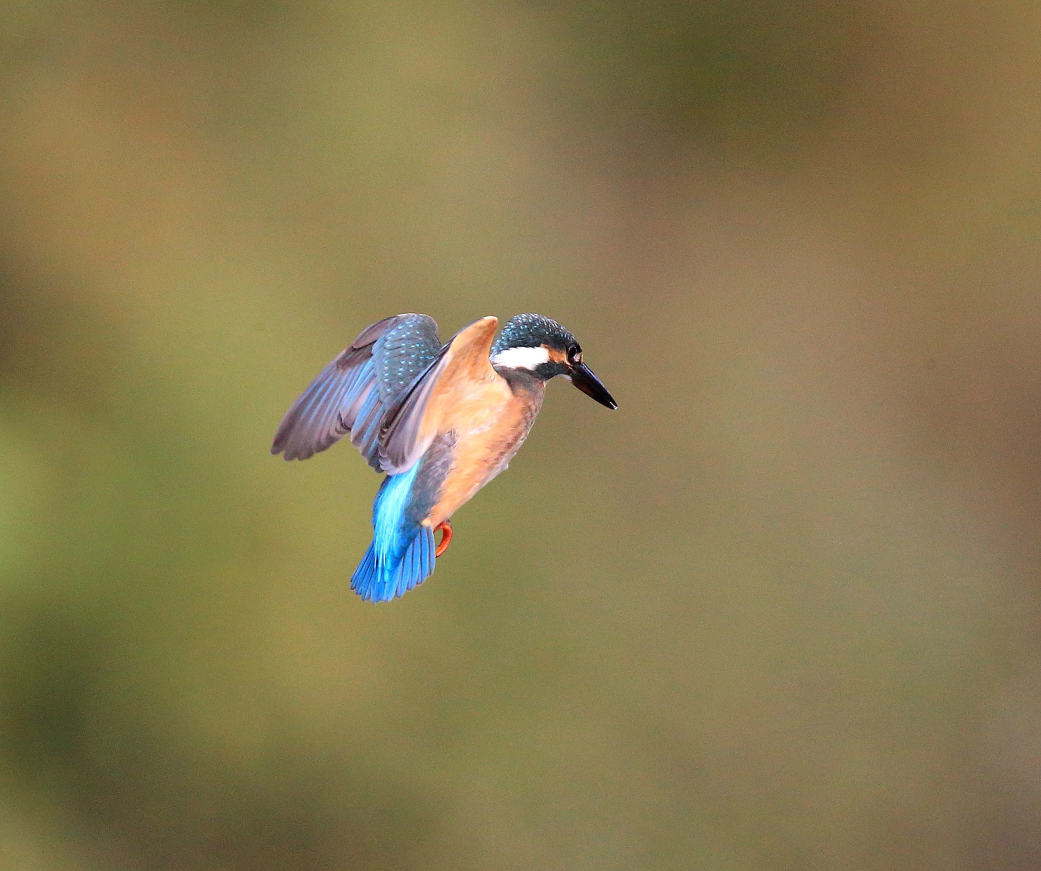 Canon EF 600mm F4L IS II USM sample photo. 182 photography