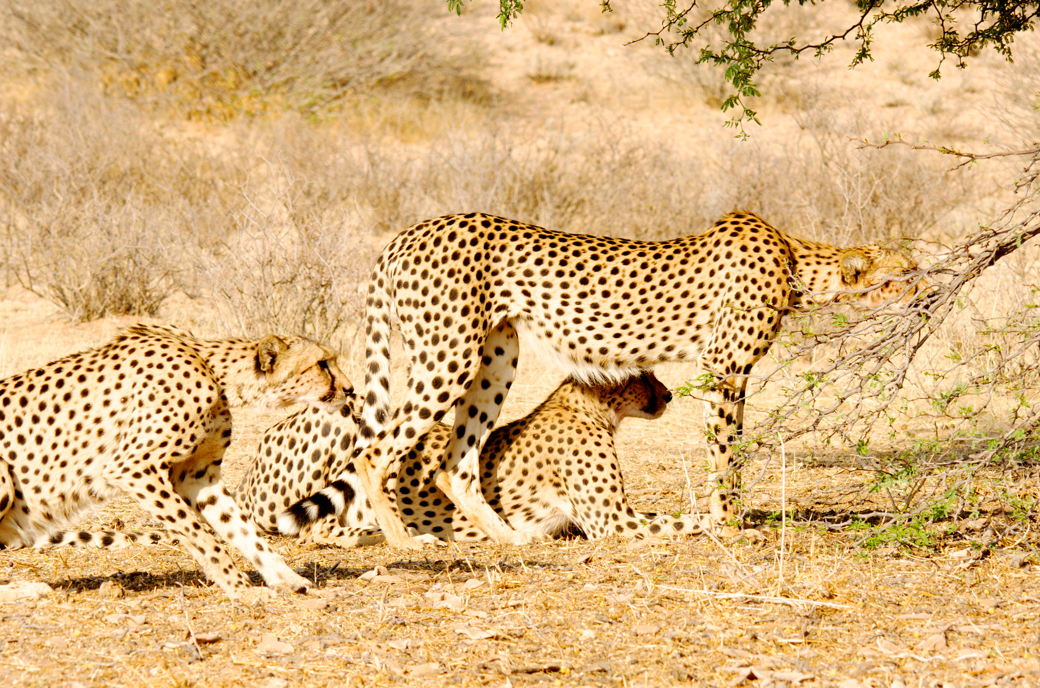 Sony ILCA-77M2 + Sigma 150-500mm F5-6.3 DG OS HSM sample photo. Cheetah photography