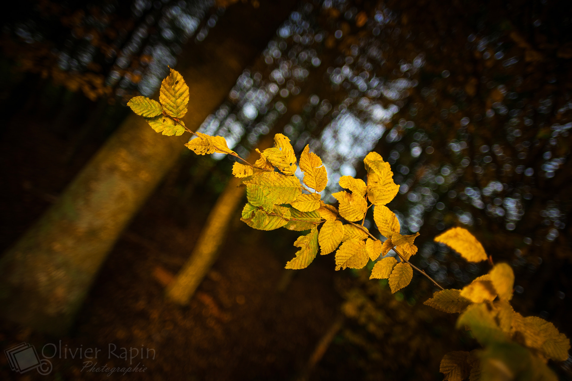 Sony a7 + Sigma 20mm F1.8 EX DG Aspherical RF sample photo. Diagonale automnale photography