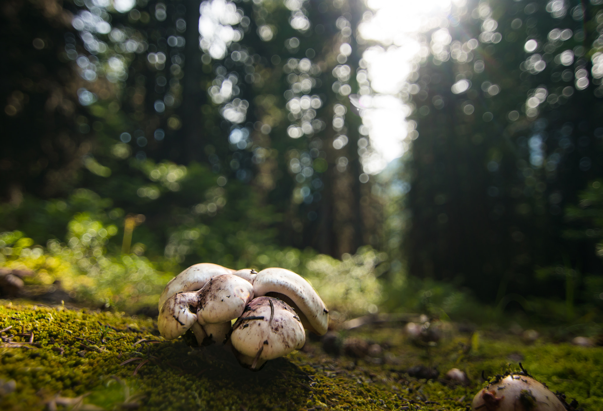 11-16mm F2.8 G sample photo. Wild mushroom in jasper national park alberta, canada photography
