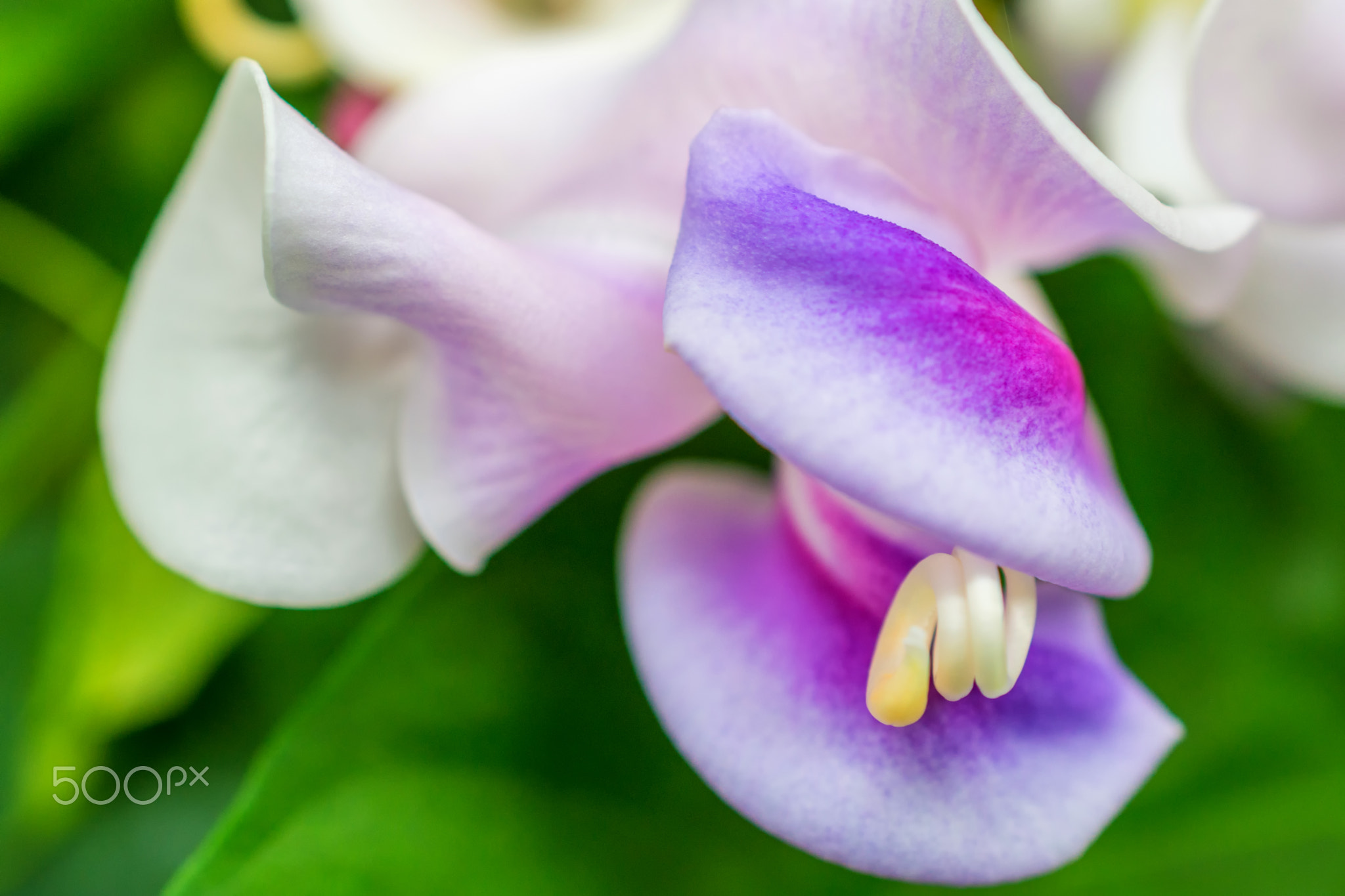 macro detail of white and purple tropical orchid