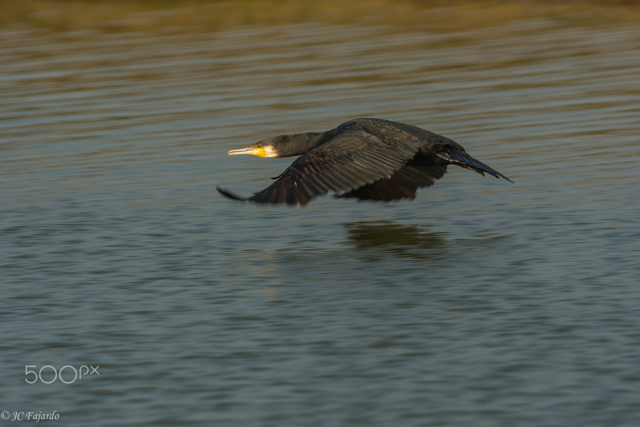 Nikon AF-S Nikkor 300mm F2.8G ED-IF VR sample photo. Caressing the water photography