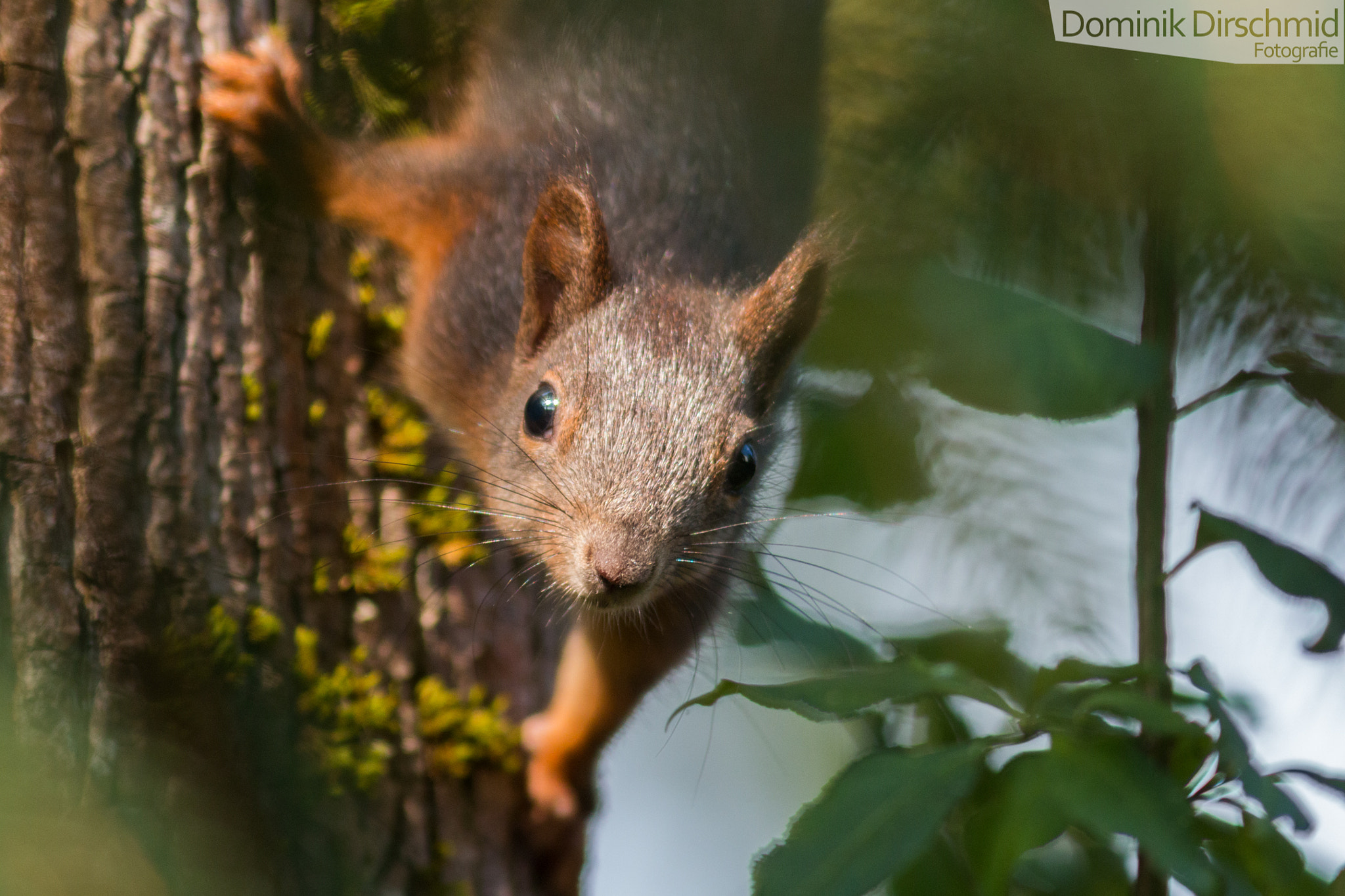 Canon EOS 70D + Canon EF 300mm F4L IS USM sample photo. Squirrel photography