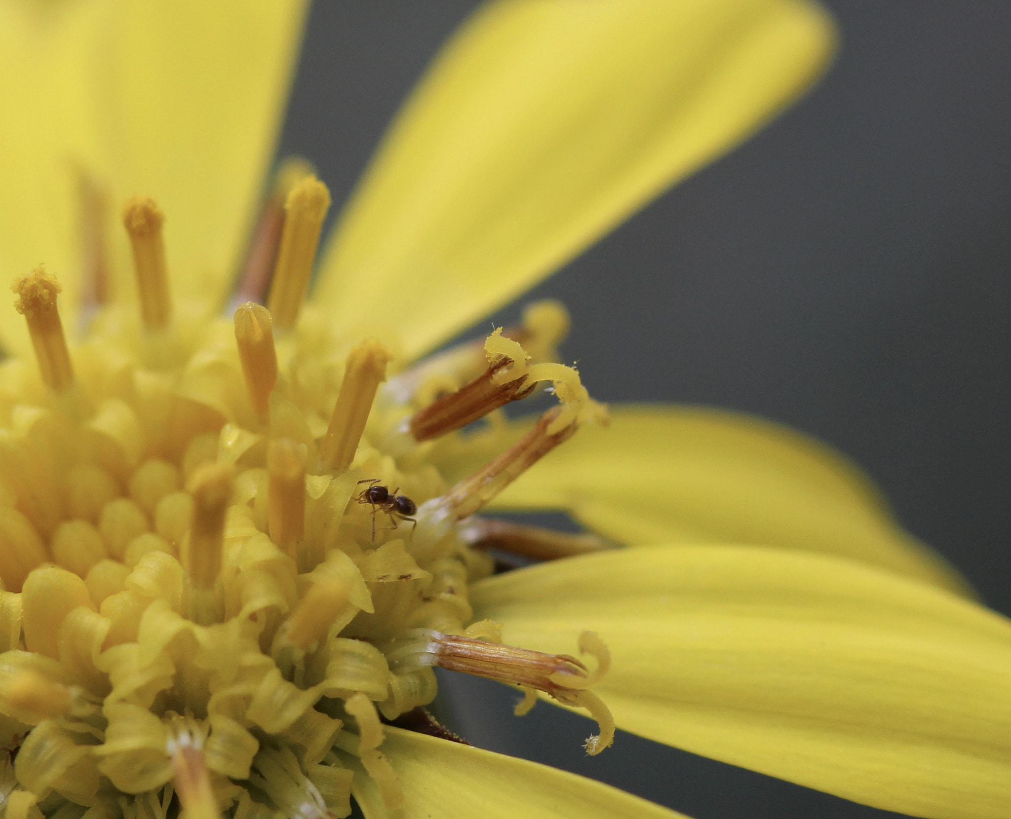 Canon EOS 100D (EOS Rebel SL1 / EOS Kiss X7) sample photo. Japanese silverleaf &ant photography