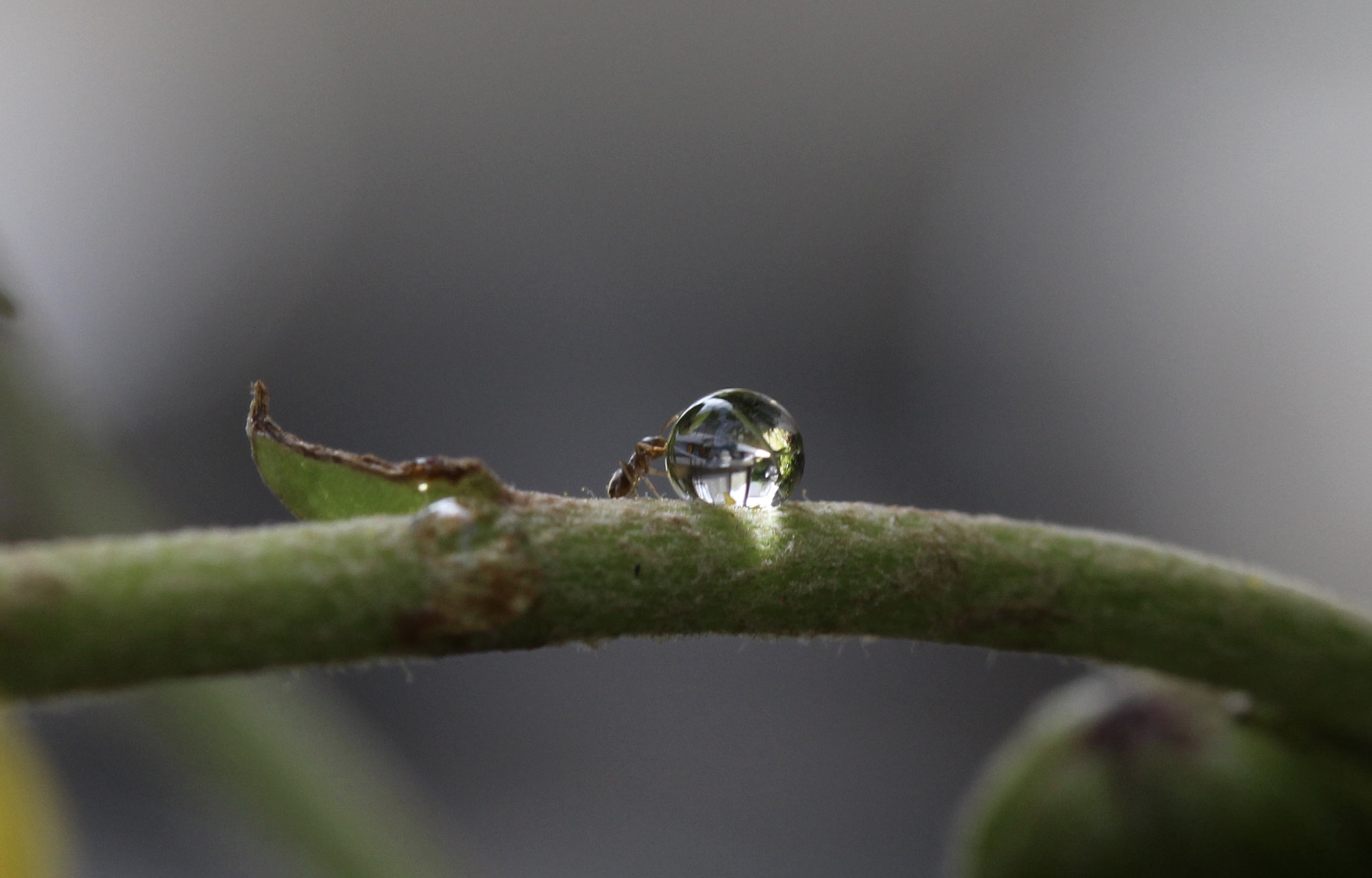 Canon EOS 100D (EOS Rebel SL1 / EOS Kiss X7) sample photo. Ant and drop photography